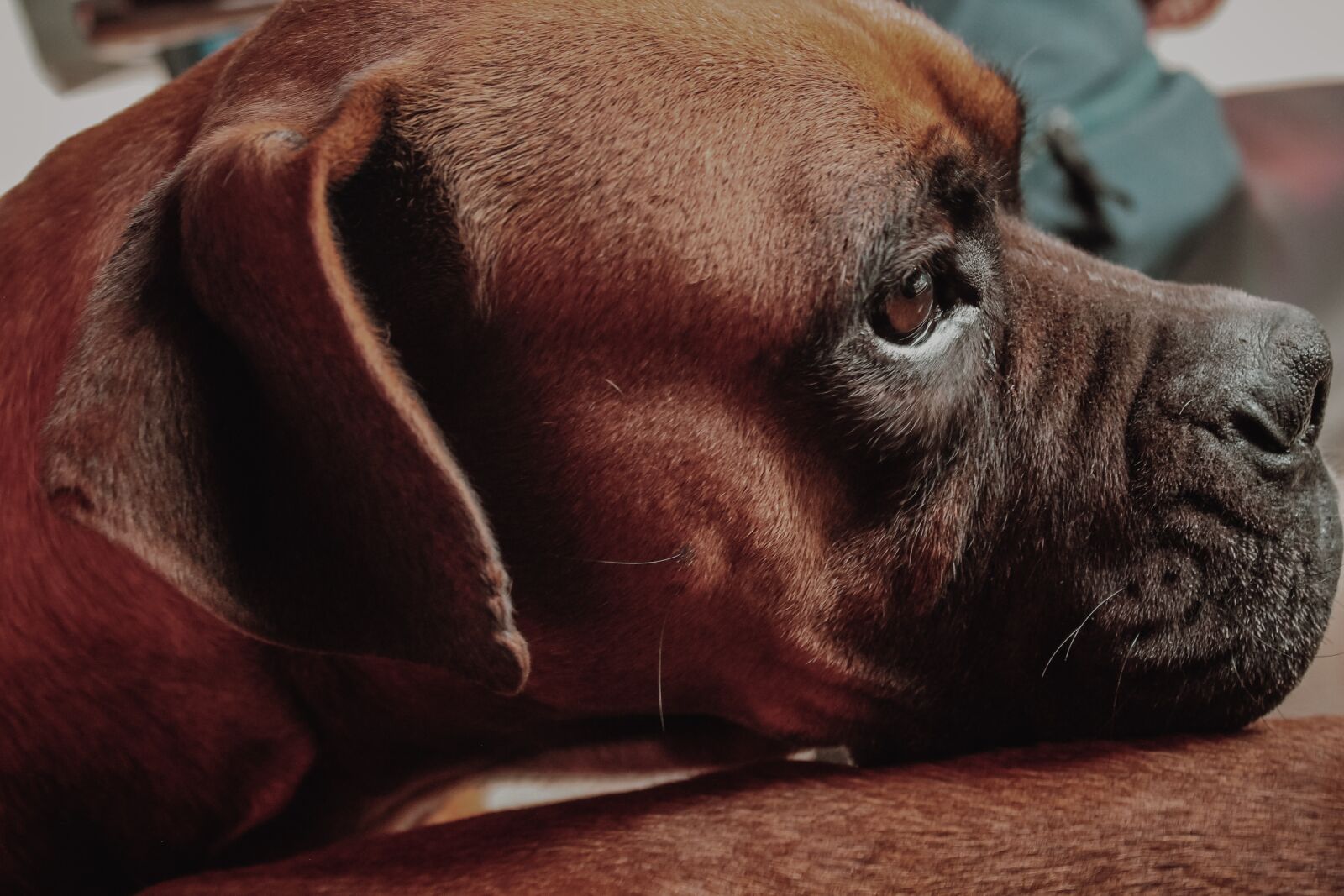 Canon EOS 1100D (EOS Rebel T3 / EOS Kiss X50) sample photo. Boxer, dog, animal photography