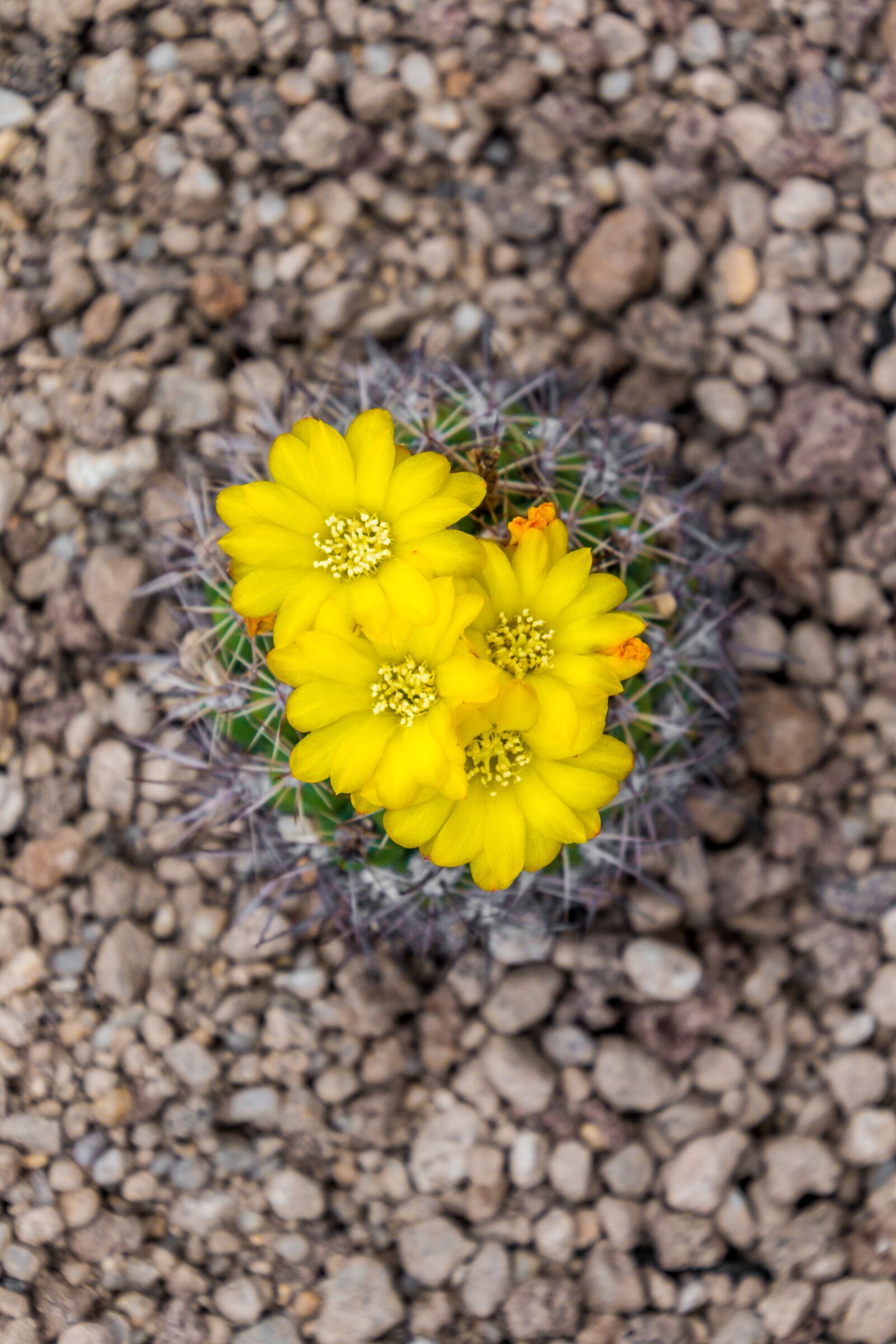 Canon EOS 70D sample photo. Cactus, blossom, bloom photography