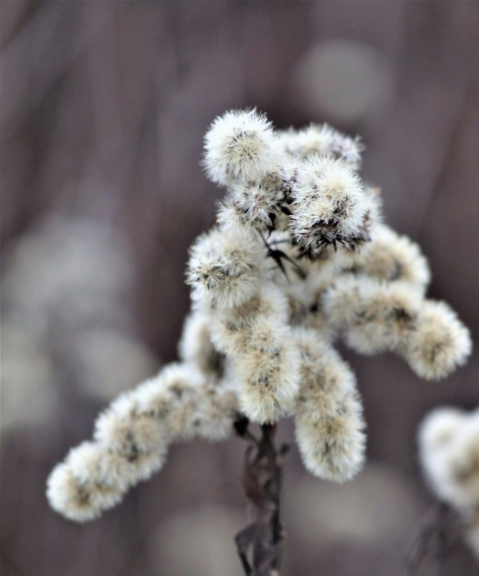 Canon EOS M6 sample photo. November, gray, grass photography
