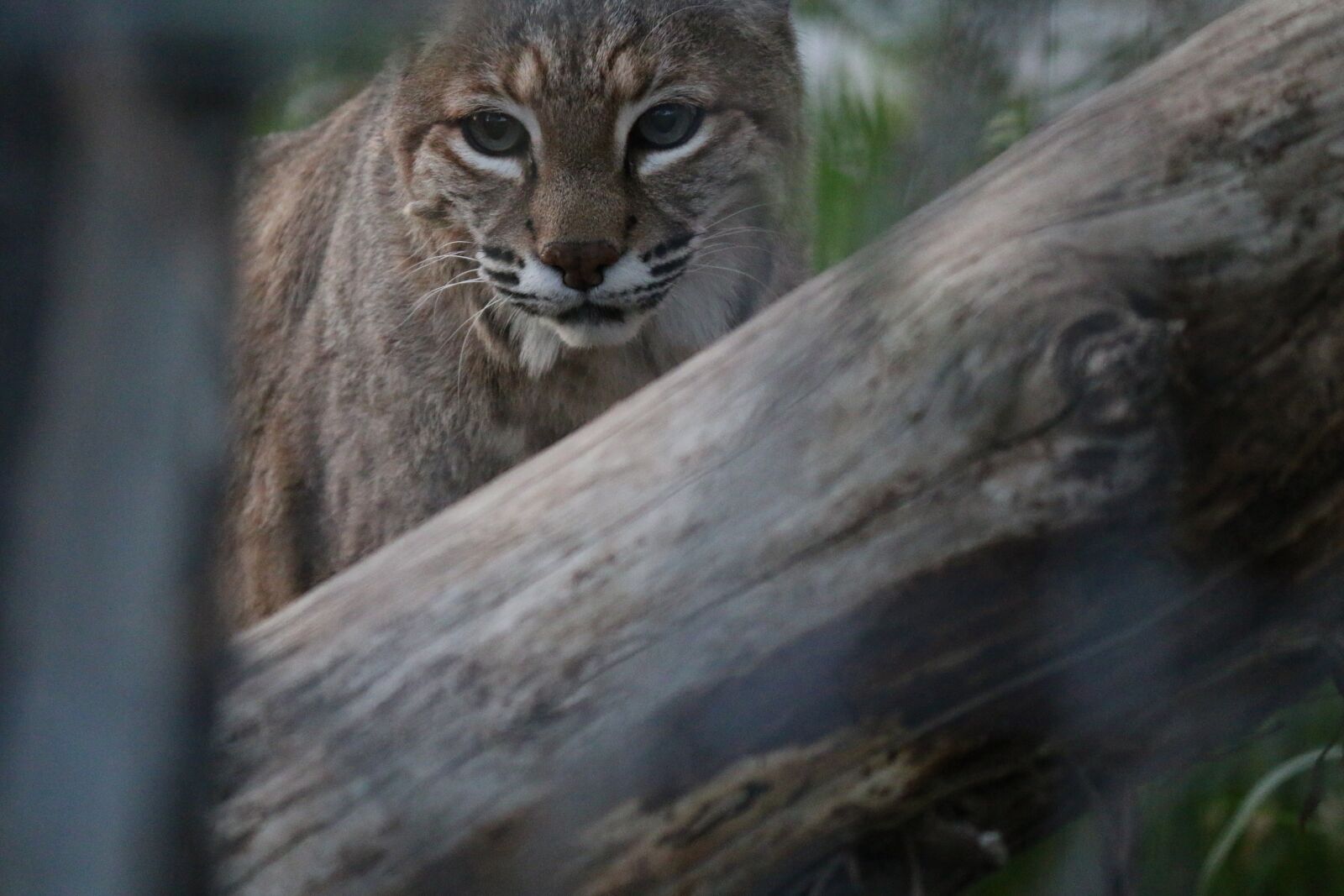 Canon EOS 70D + Canon EF-S 55-250mm F4-5.6 IS II sample photo. Bobcat, animal, wildcat photography