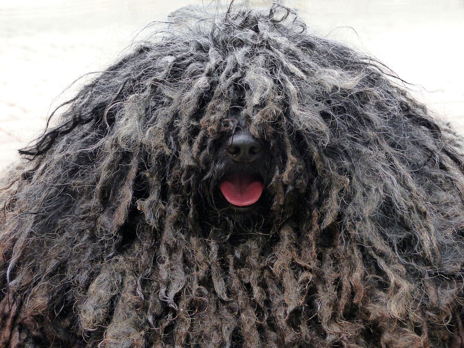 Panasonic Lumix DMC-FZ200 sample photo. Dog, rasta braids, shaggy photography