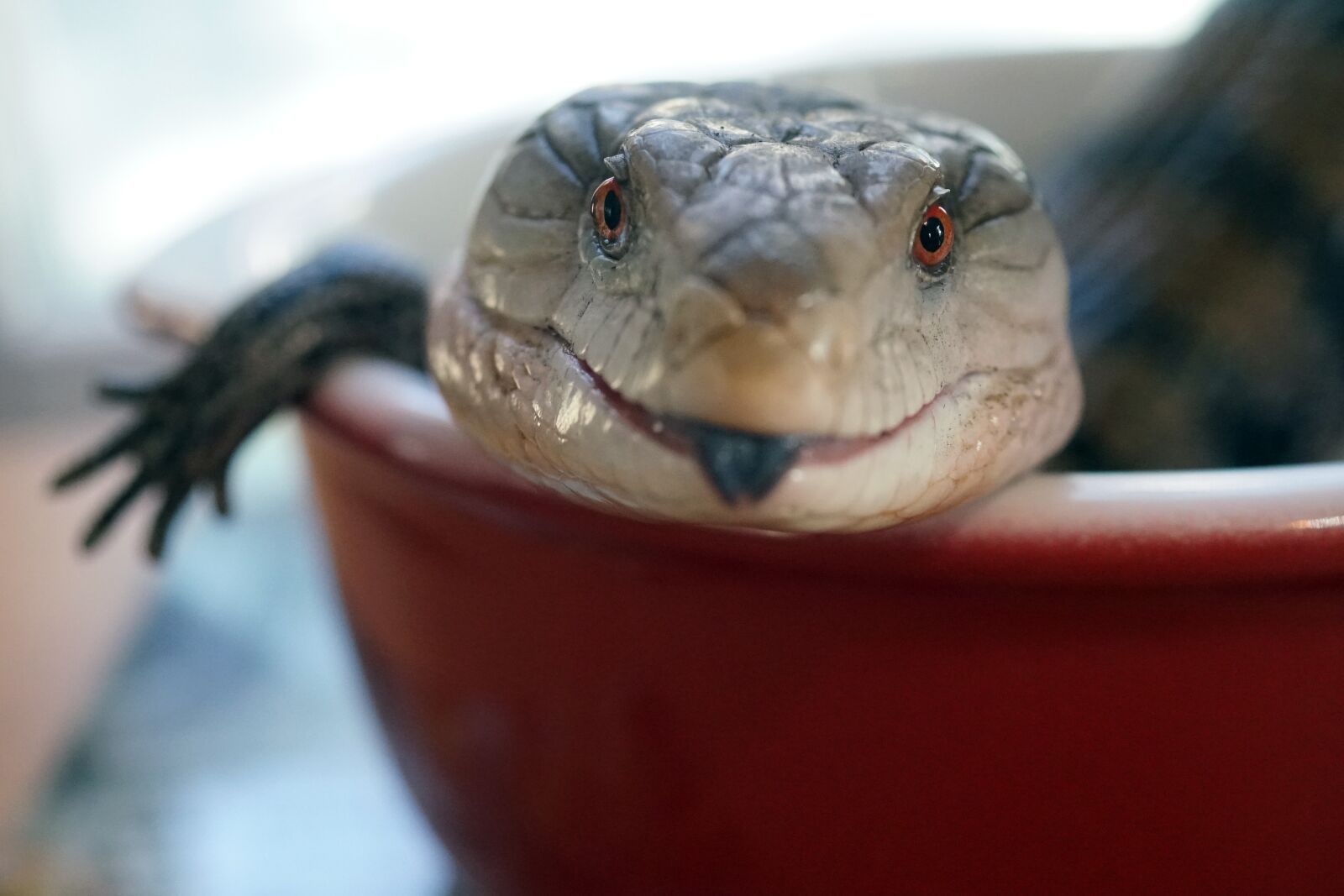 Sony DT 30mm F2.8 Macro SAM sample photo. Blue-tongued skink, blue-tongue skink photography