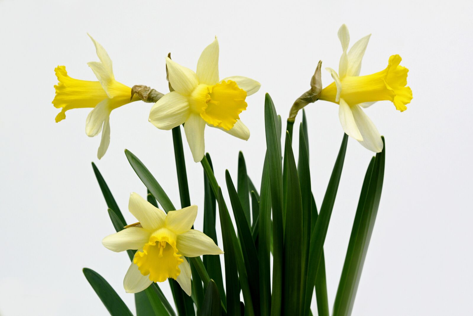 Nikon D7100 sample photo. Daffodils, flowers, yellow photography