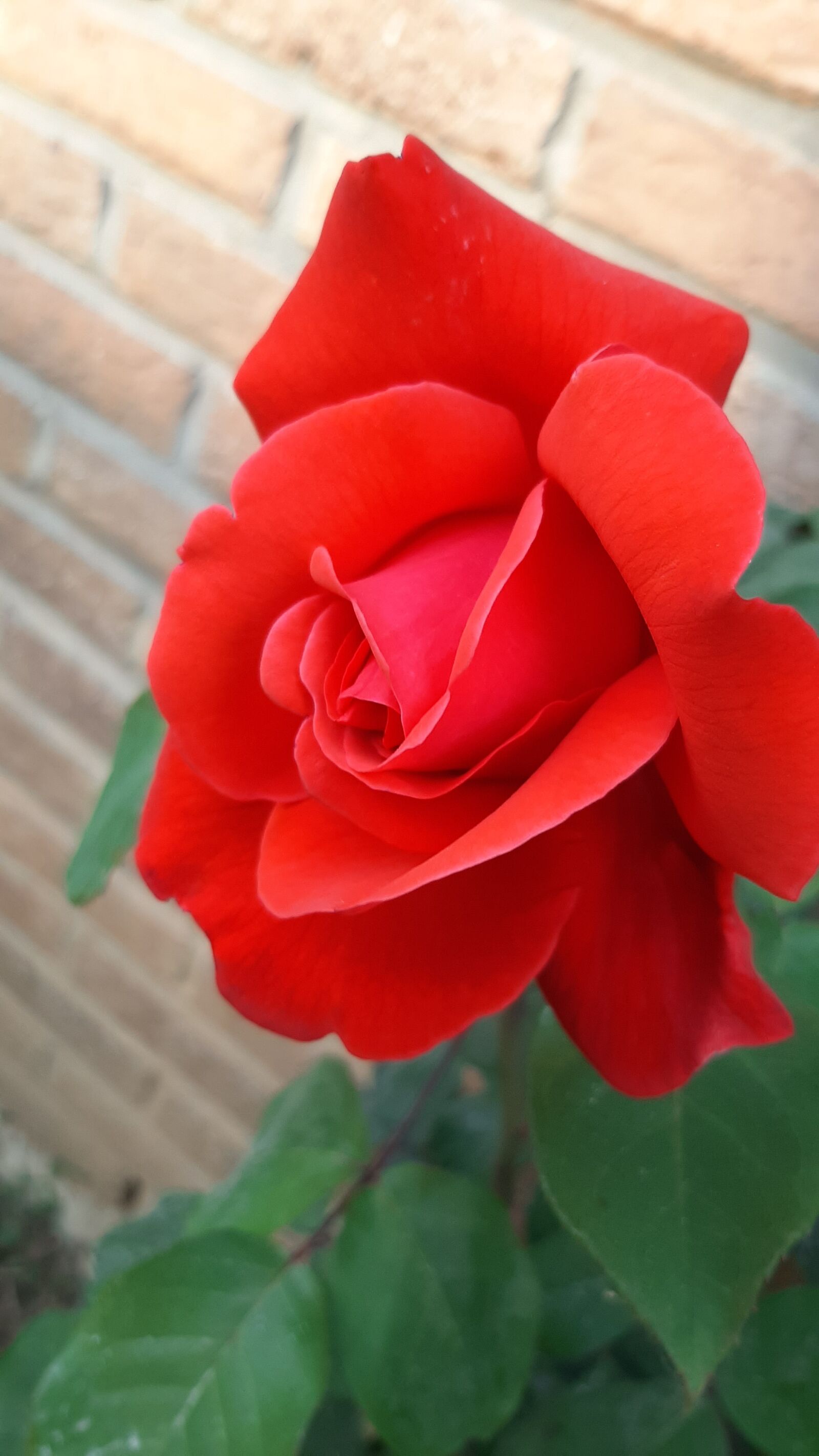 Samsung Galaxy A50 sample photo. Flower, pink, red photography