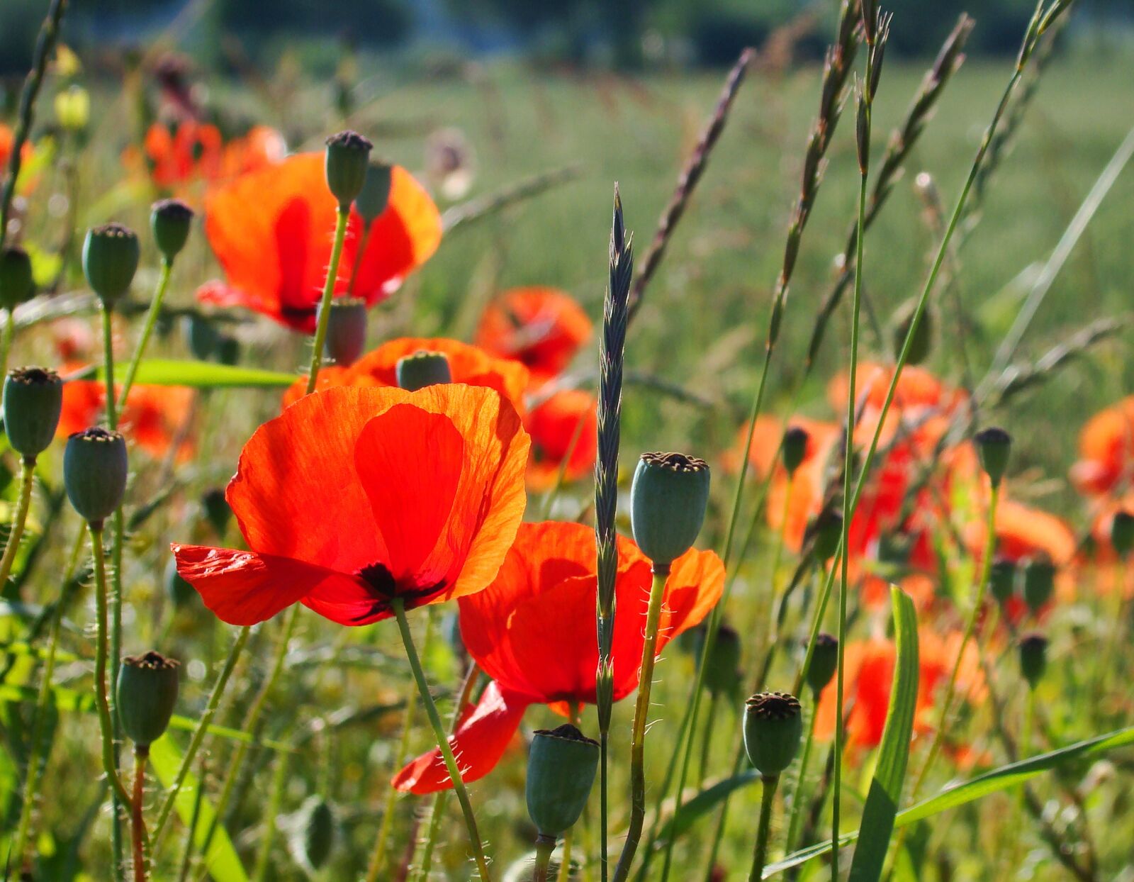 Sony DSC-H7 sample photo. Poppies, meadow, summer photography