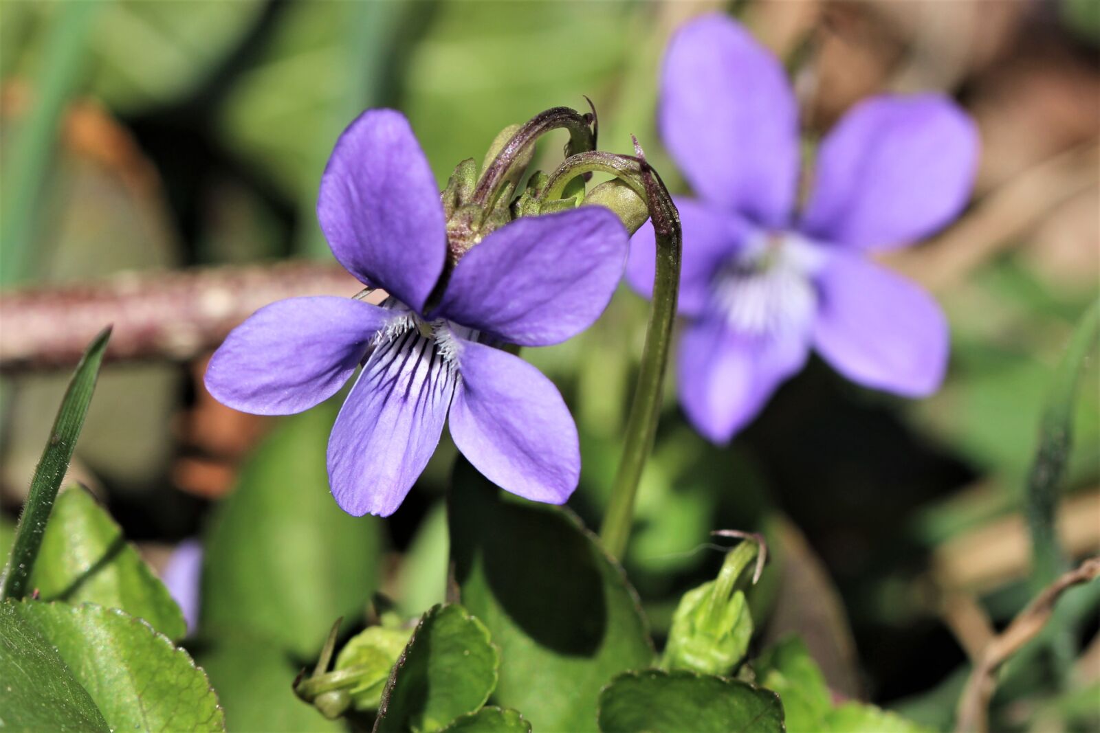 Canon EOS 1200D (EOS Rebel T5 / EOS Kiss X70 / EOS Hi) sample photo. Violet, forest, spring photography