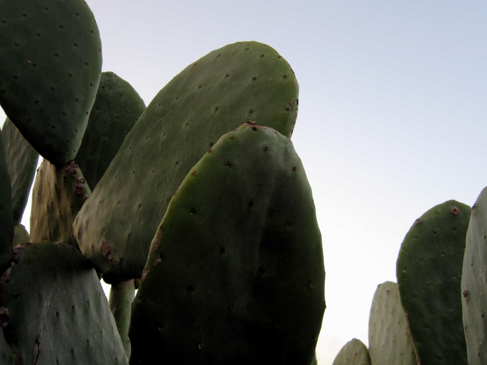 Canon PowerShot A3200 IS sample photo. Flora, desert, sharp, cactus photography