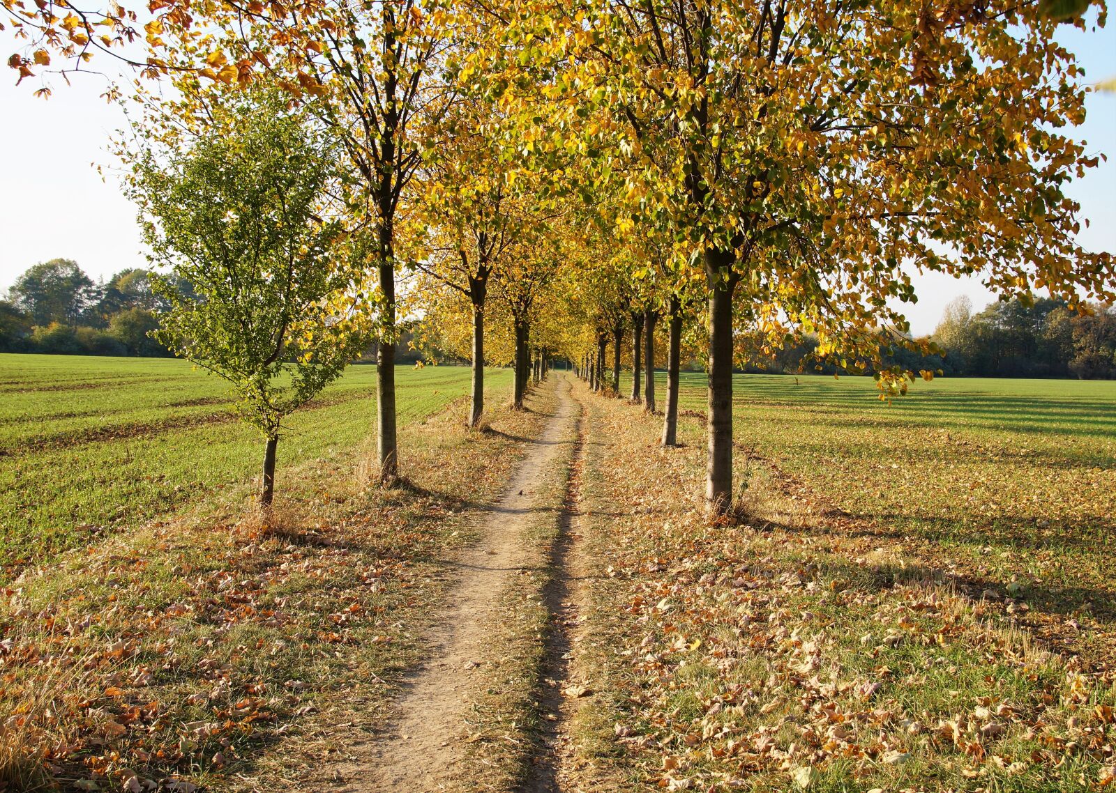Sony SLT-A58 sample photo. Autumn, yellow, path photography