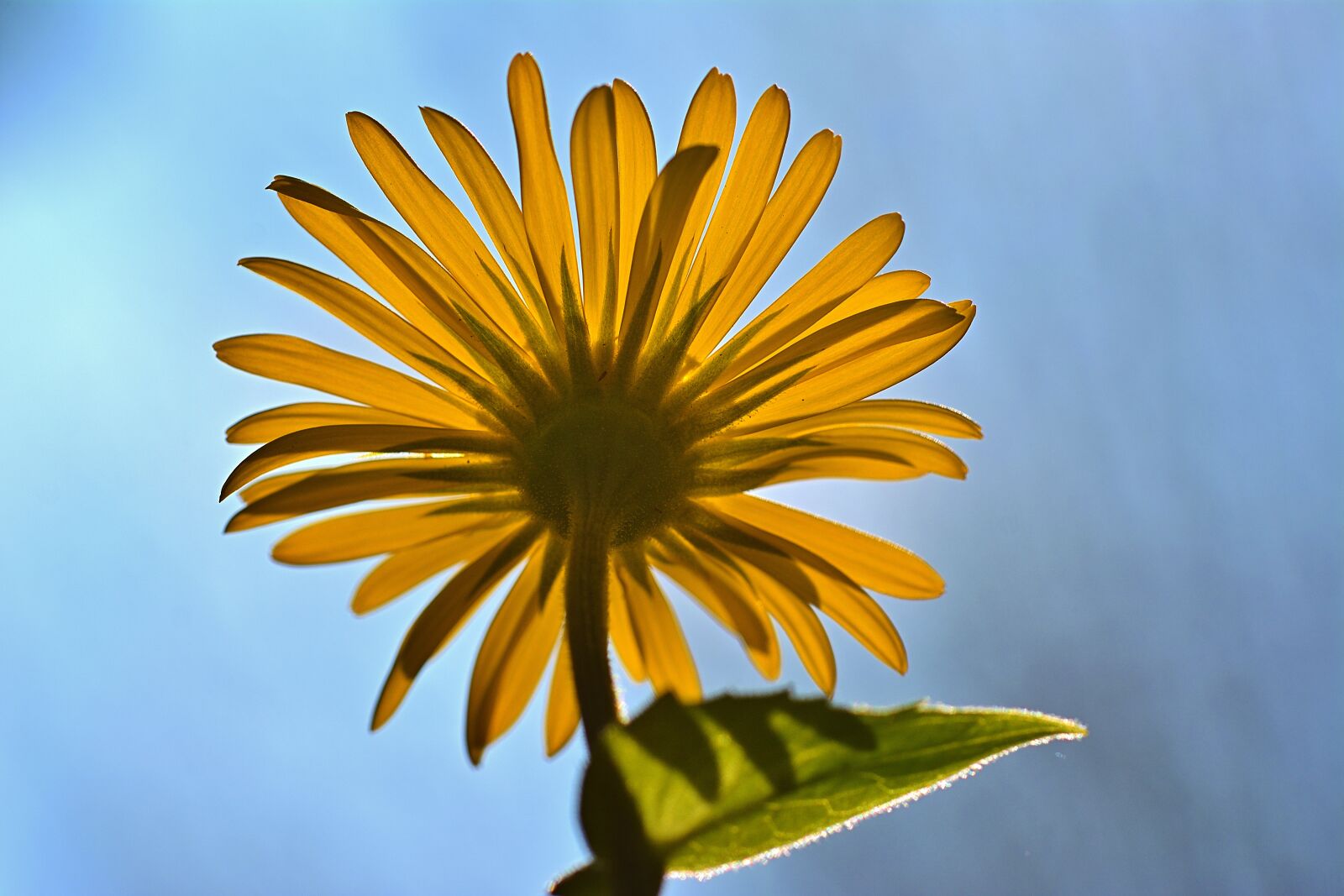 Nikon D5200 sample photo. Spring, garden, marguerite photography