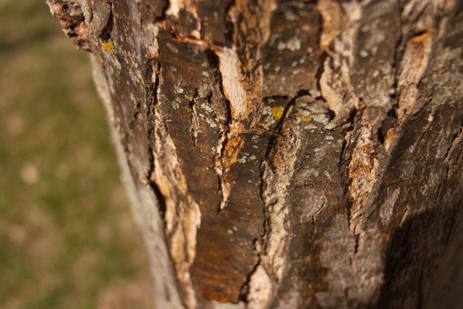 Canon EOS 450D (EOS Rebel XSi / EOS Kiss X2) sample photo. Nature, bark, tree photography