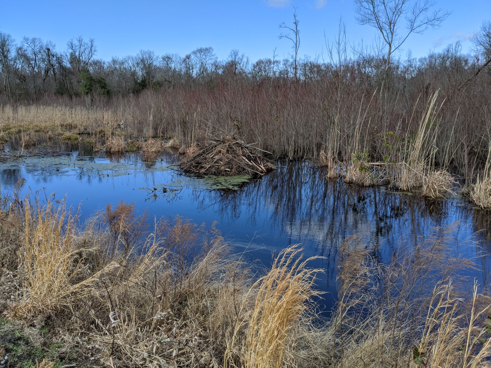 Google Pixel 3 sample photo. Great dismal swamp, beaver photography