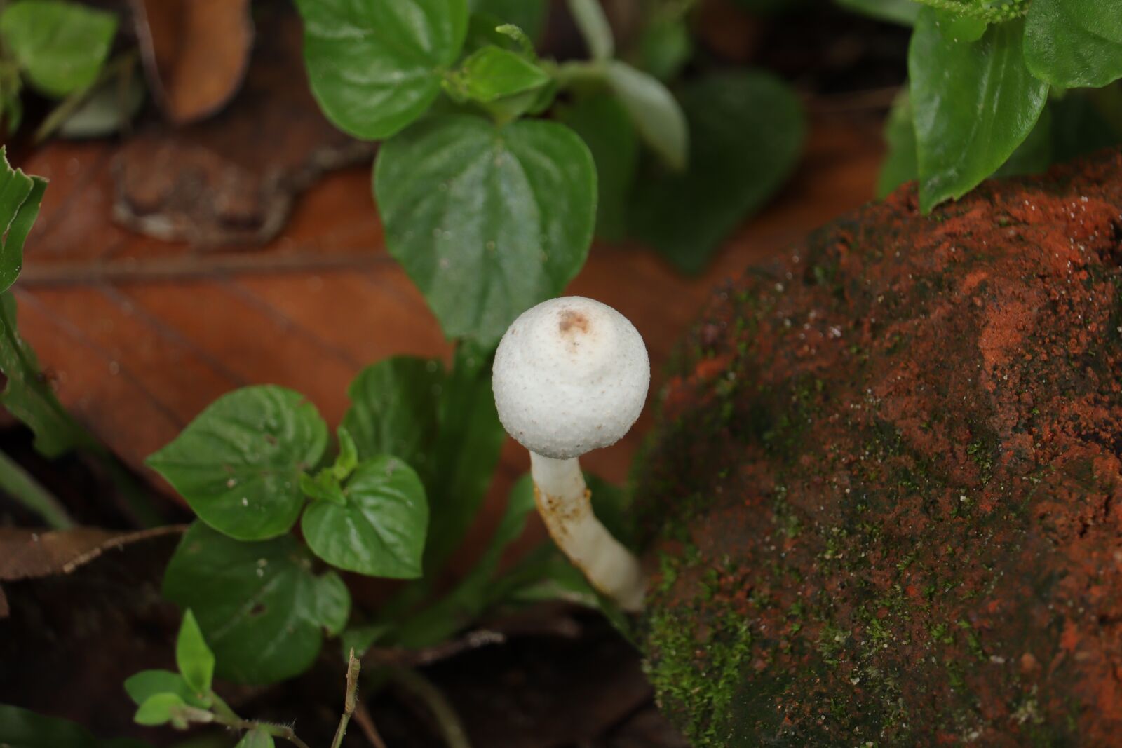 Canon EOS 250D (EOS Rebel SL3 / EOS Kiss X10 / EOS 200D II) sample photo. Mushroom, kerala, leaf photography