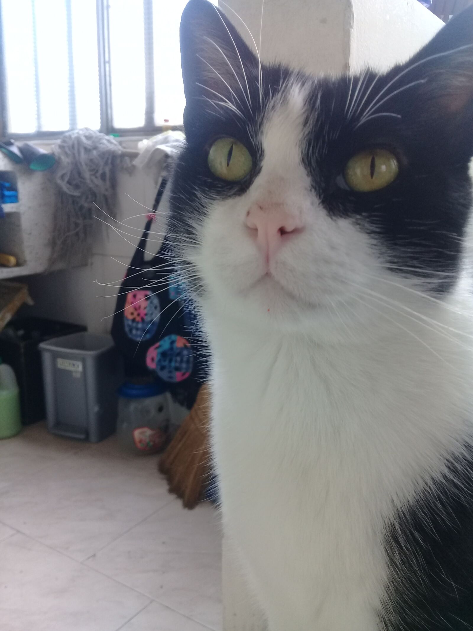 Samsung Galaxy J2 Prime sample photo. Cat, cat eyes tender photography
