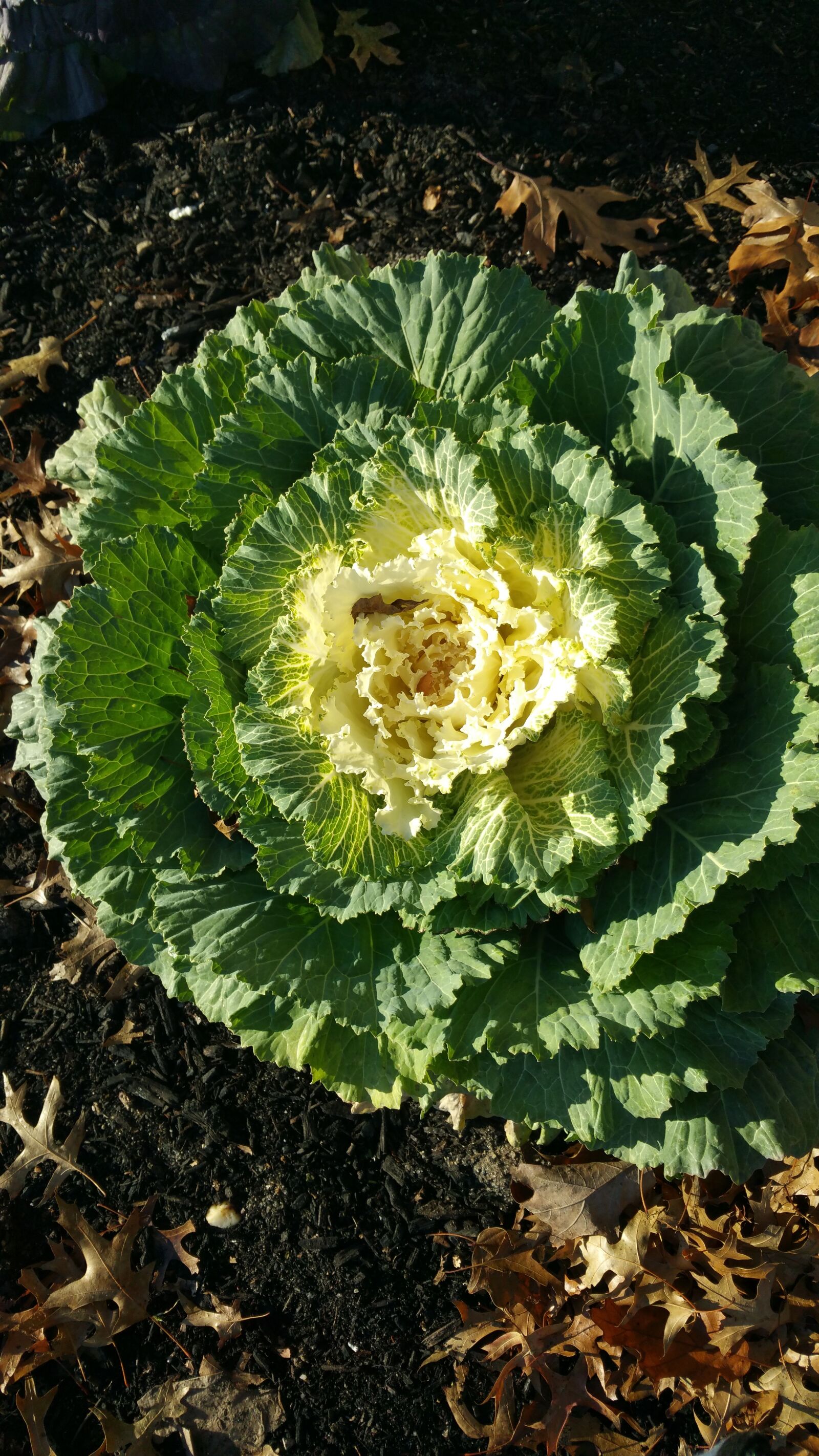Samsung Galaxy Note4 sample photo. Flora, nature, leaf photography