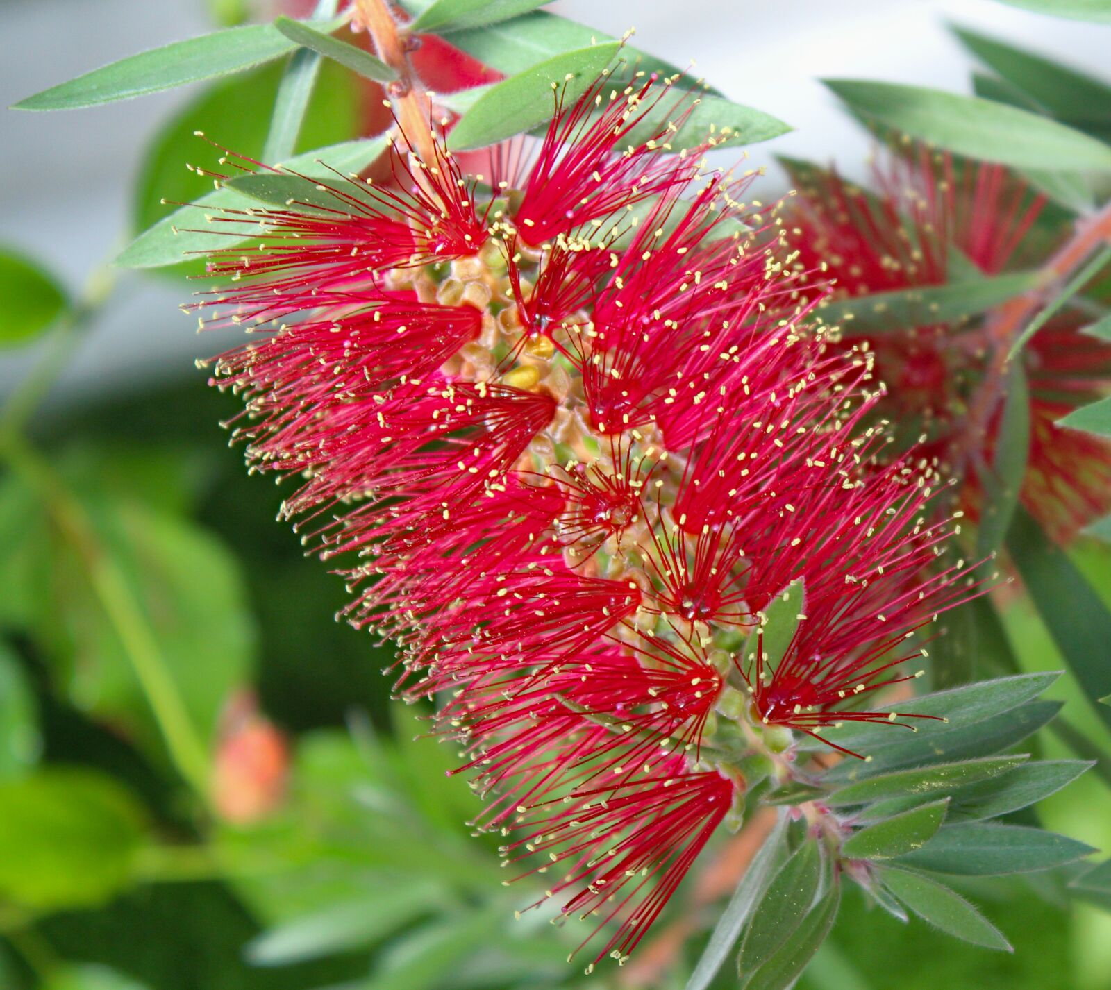 Canon EOS 550D (EOS Rebel T2i / EOS Kiss X4) sample photo. Flower, štětkovec, callistemon photography