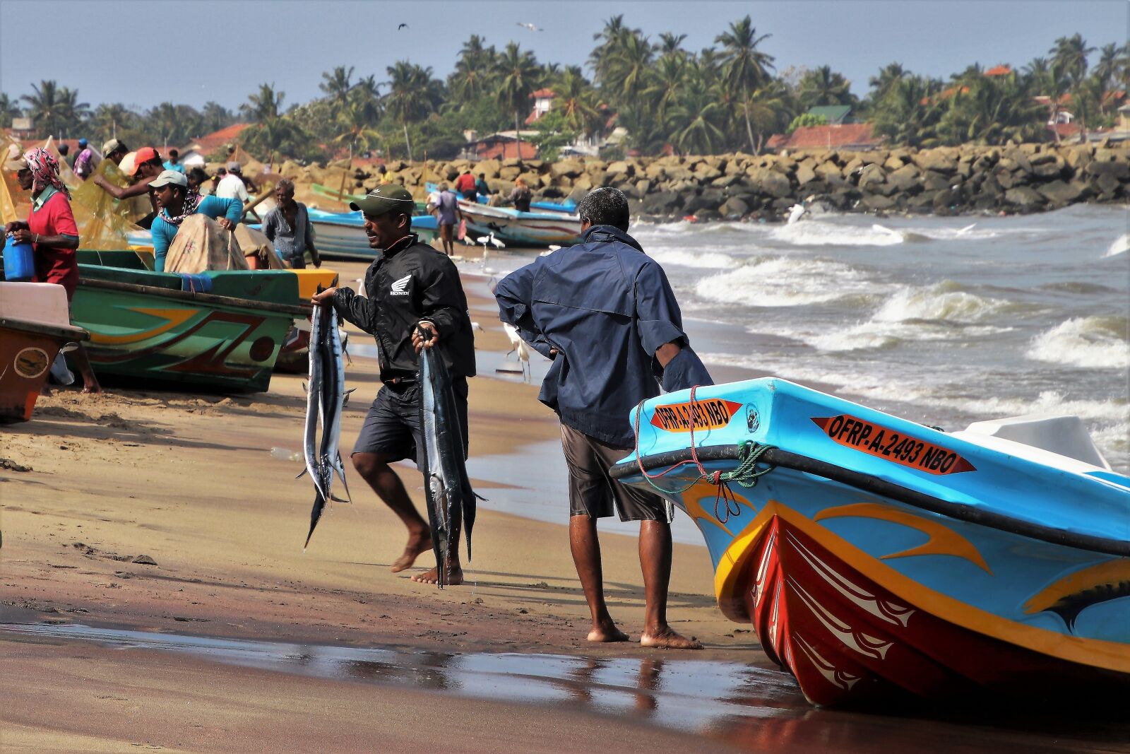 Canon EOS 80D sample photo. Fish, beach, indian ocean photography