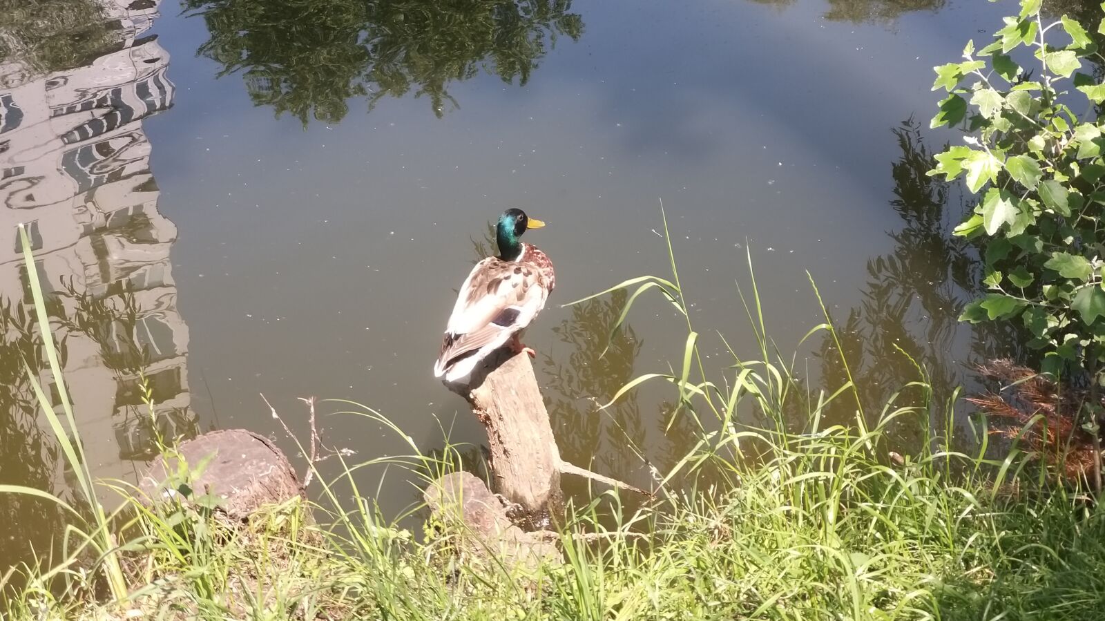 Samsung Galaxy A9 (2018) sample photo. Fauna, nature, bird photography