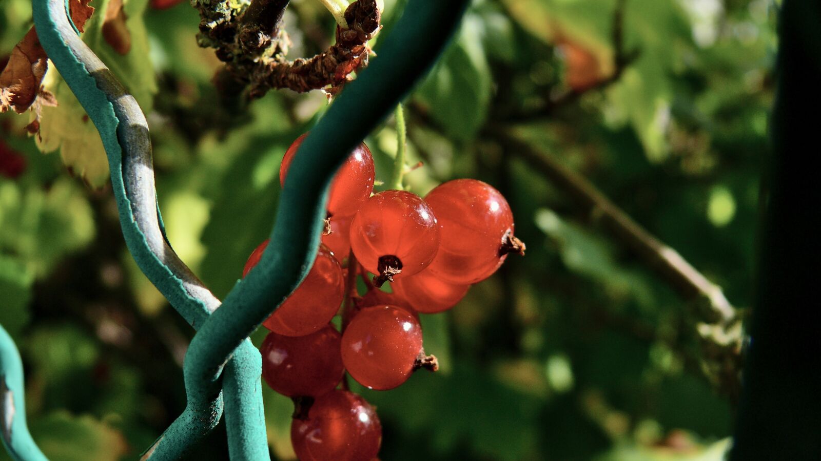 Panasonic DMC-FZ50 sample photo. Bay, fruit, berries photography