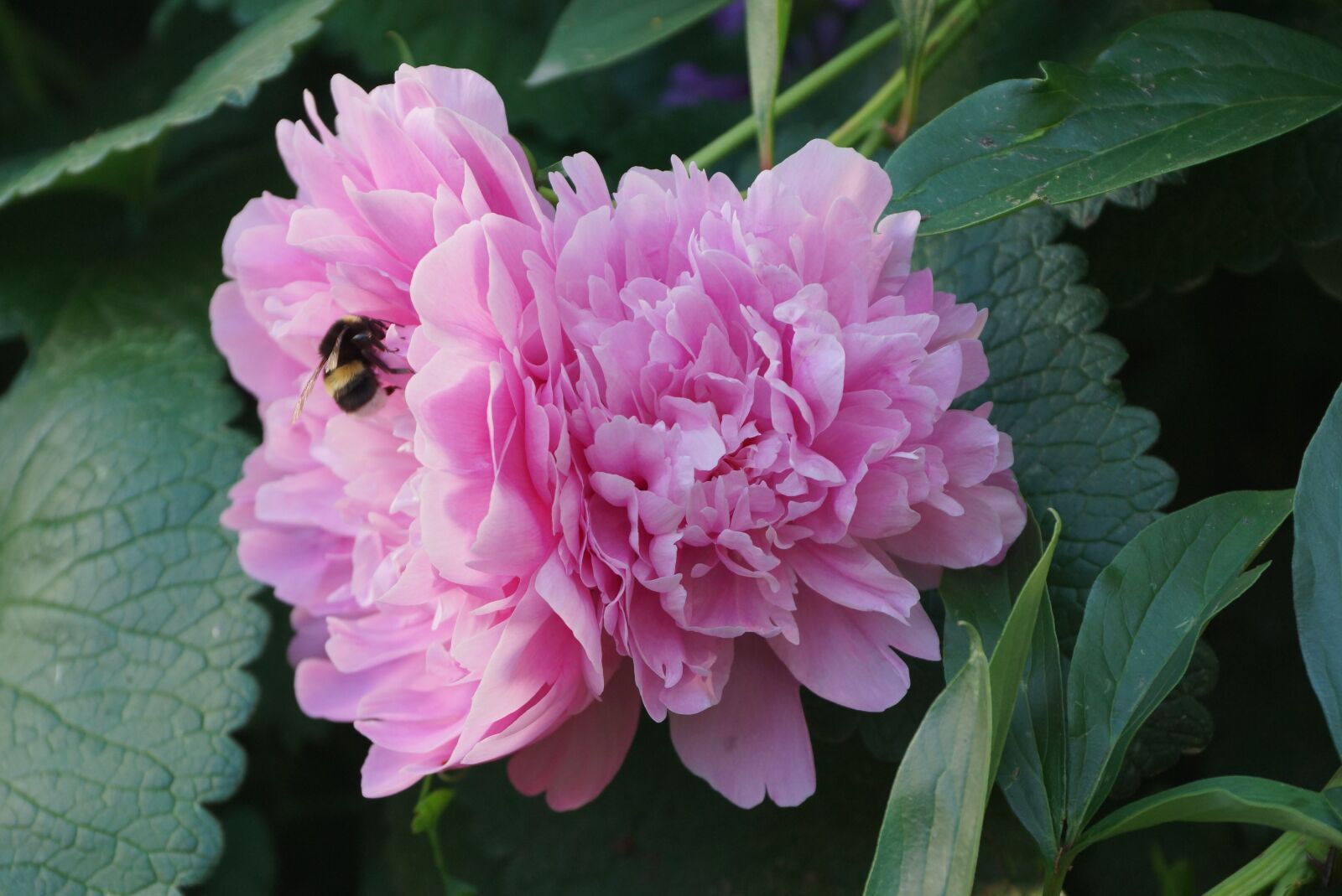 Sony SLT-A65 (SLT-A65V) sample photo. Peony, bee, nature photography