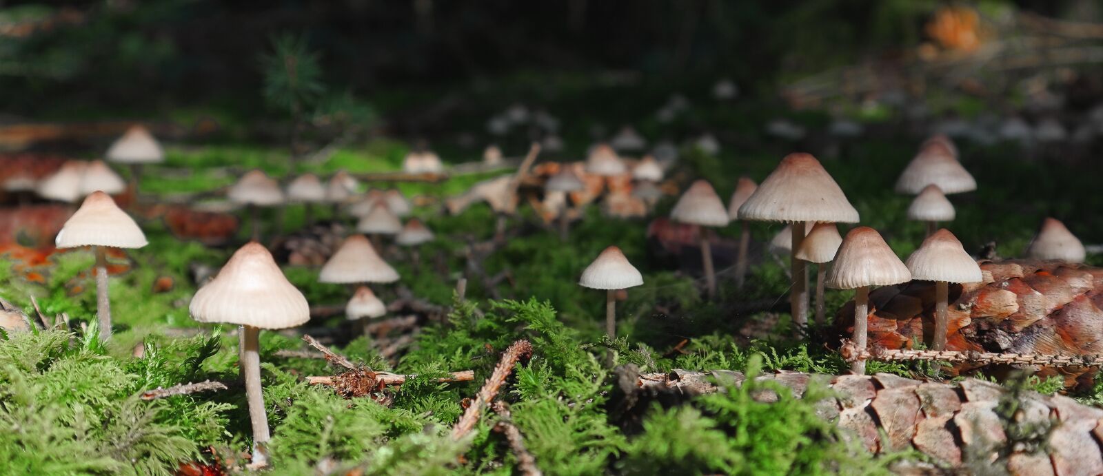 Canon EF-M 15-45mm F3.5-6.3 IS STM sample photo. Nature, mushrooms, moss photography