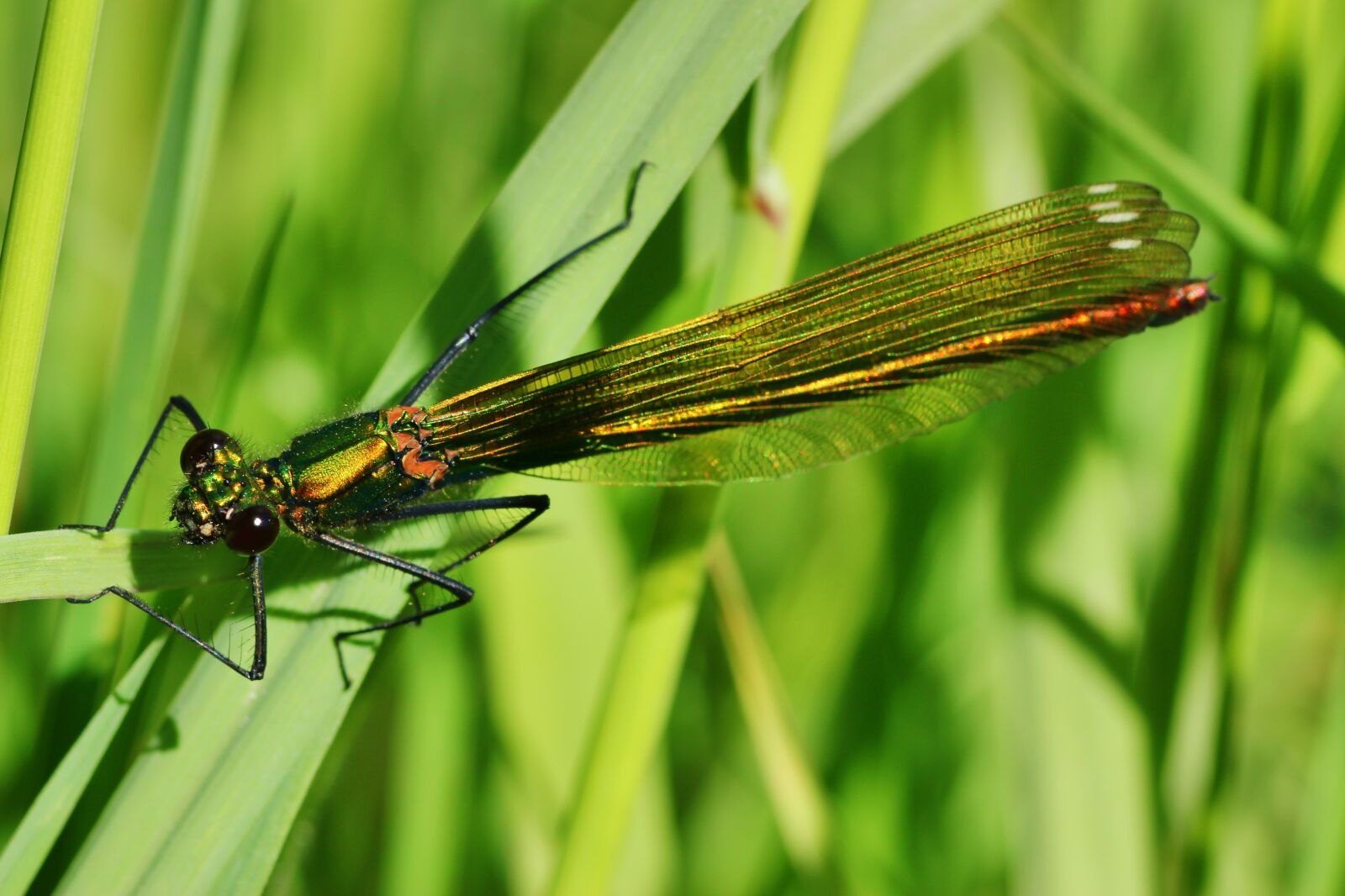 Tamron SP 90mm F2.8 Di VC USD 1:1 Macro sample photo. Banded demoiselle, dragonfly, female photography