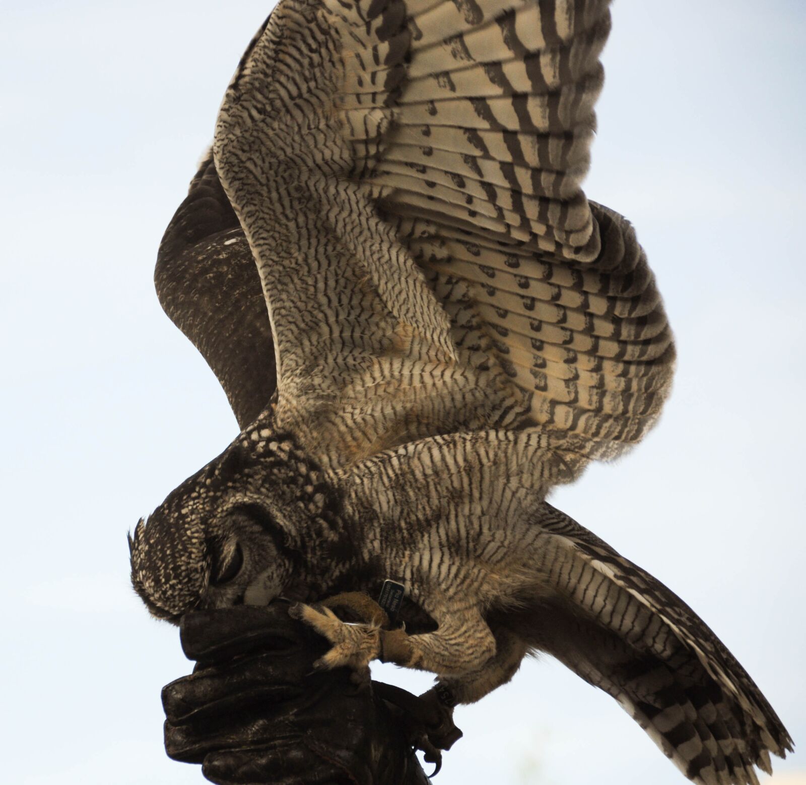 Nikon D90 sample photo. Falconry, locarno, raptors photography