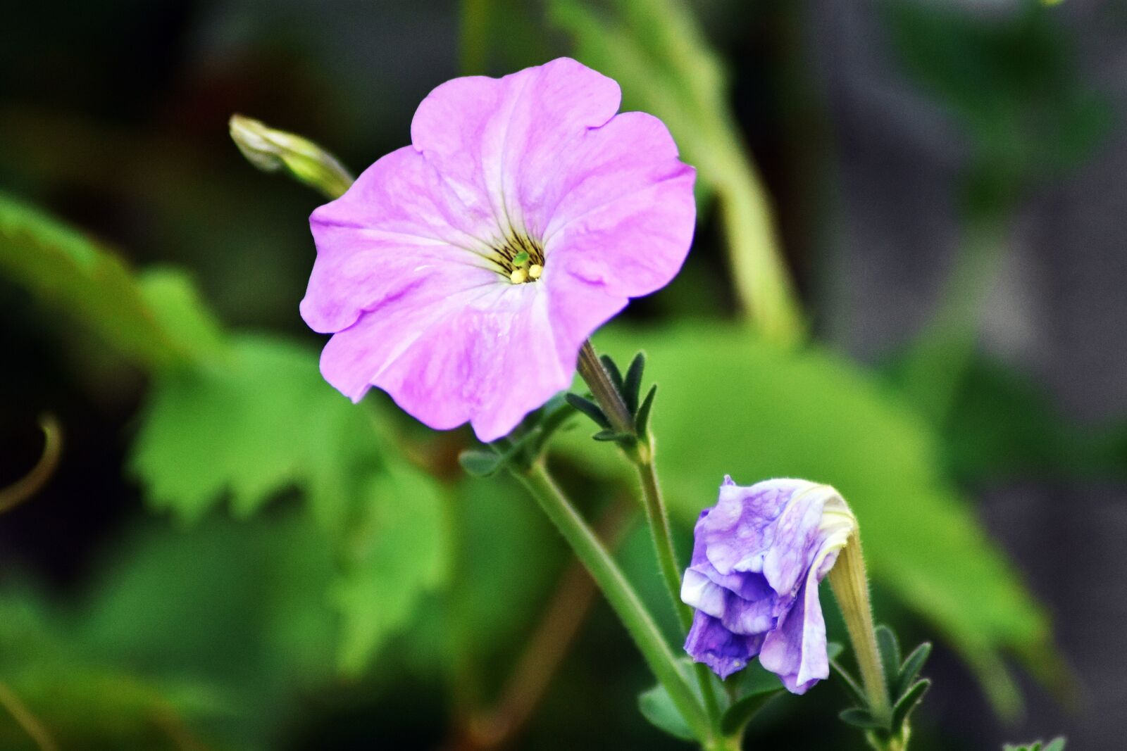 Nikon D3400 sample photo. Flower, garden, plant photography