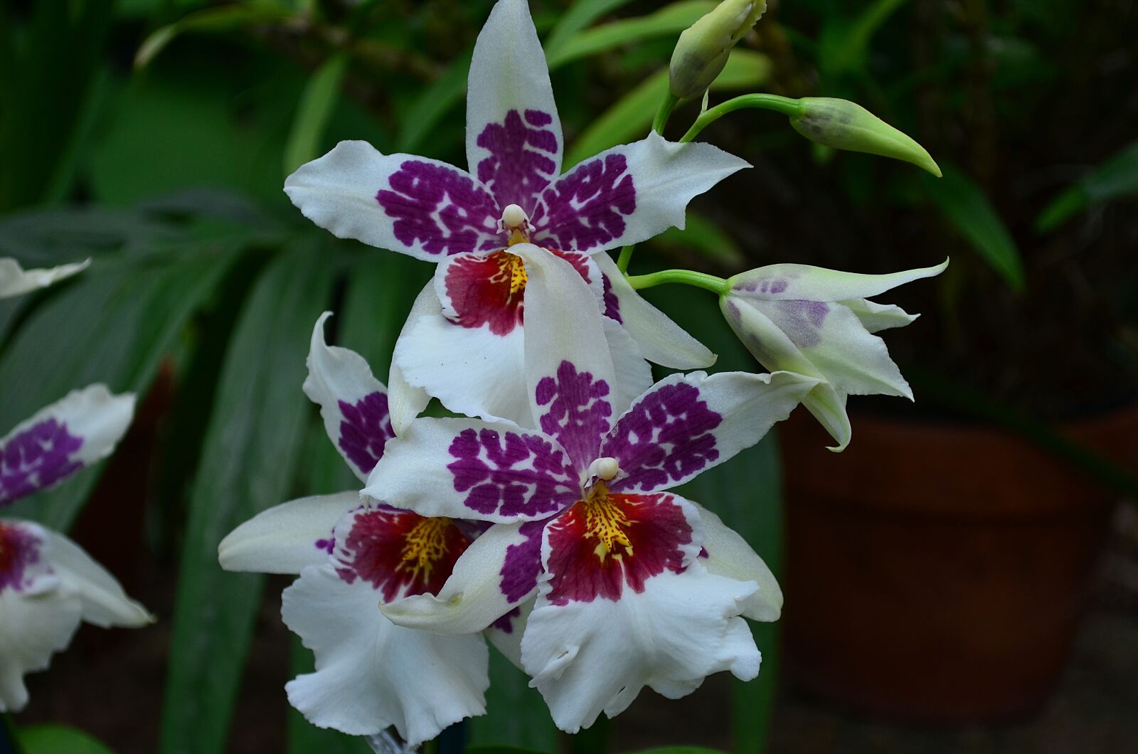 Nikon D5100 sample photo. Flower, plant, blossom photography