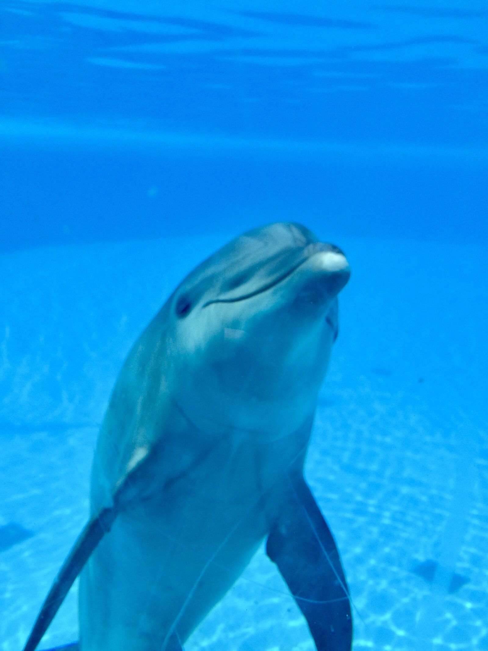 iPhone 5s back camera 4.15mm f/2.2 sample photo. Dolphin, water, animals photography
