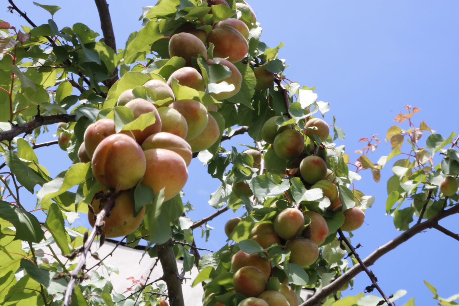 Canon EOS 750D (EOS Rebel T6i / EOS Kiss X8i) sample photo. Erik, peach, apricot photography