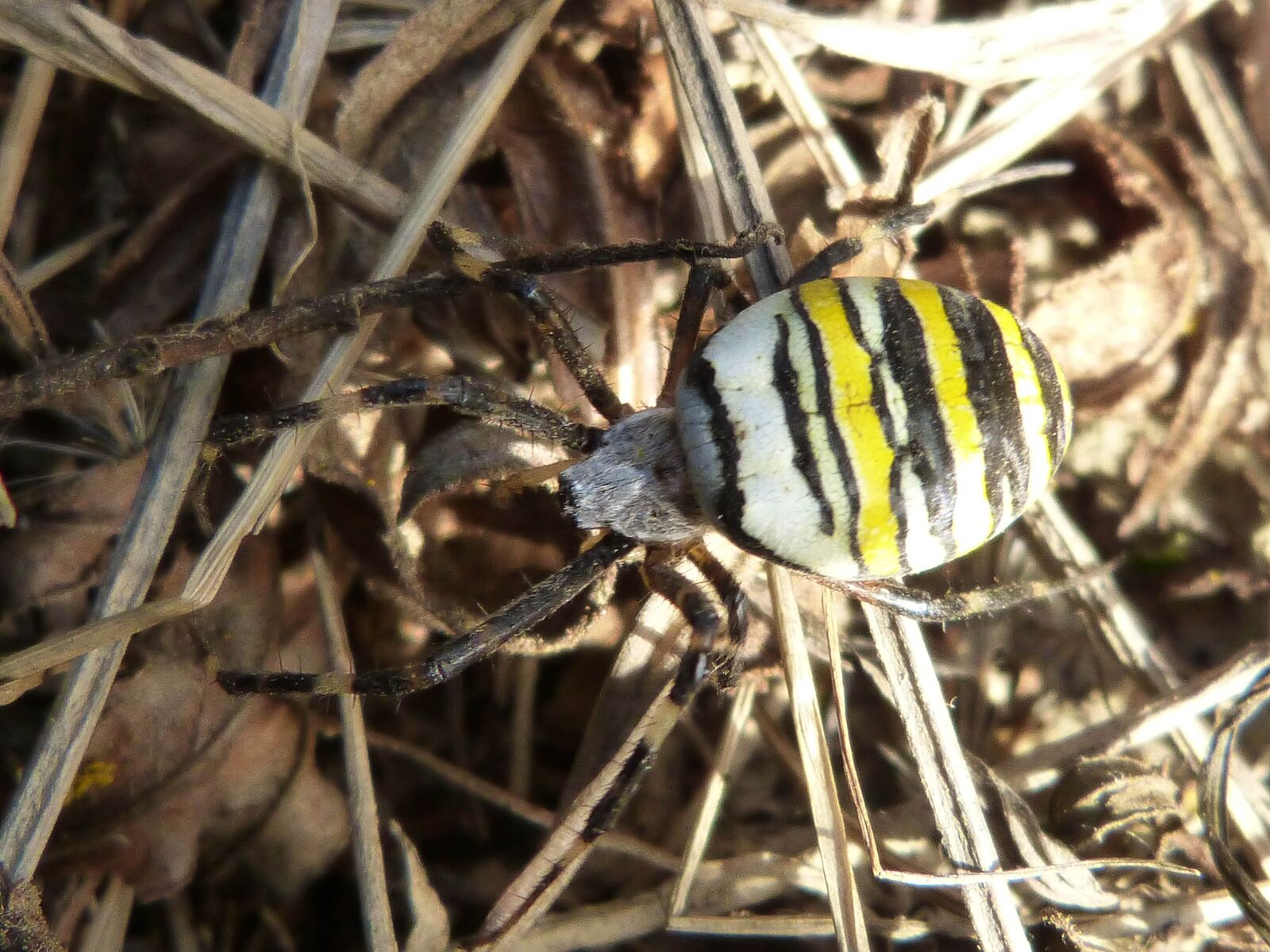 Panasonic DMC-FZ62 sample photo. Spider, wasp, detail photography