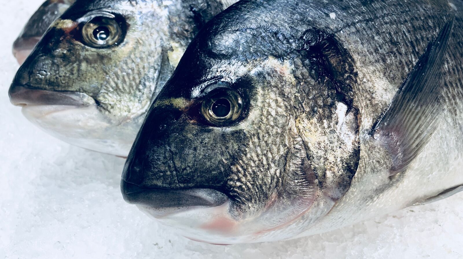 iPhone X back dual camera 4mm f/1.8 sample photo. Fish, food, nutrition photography