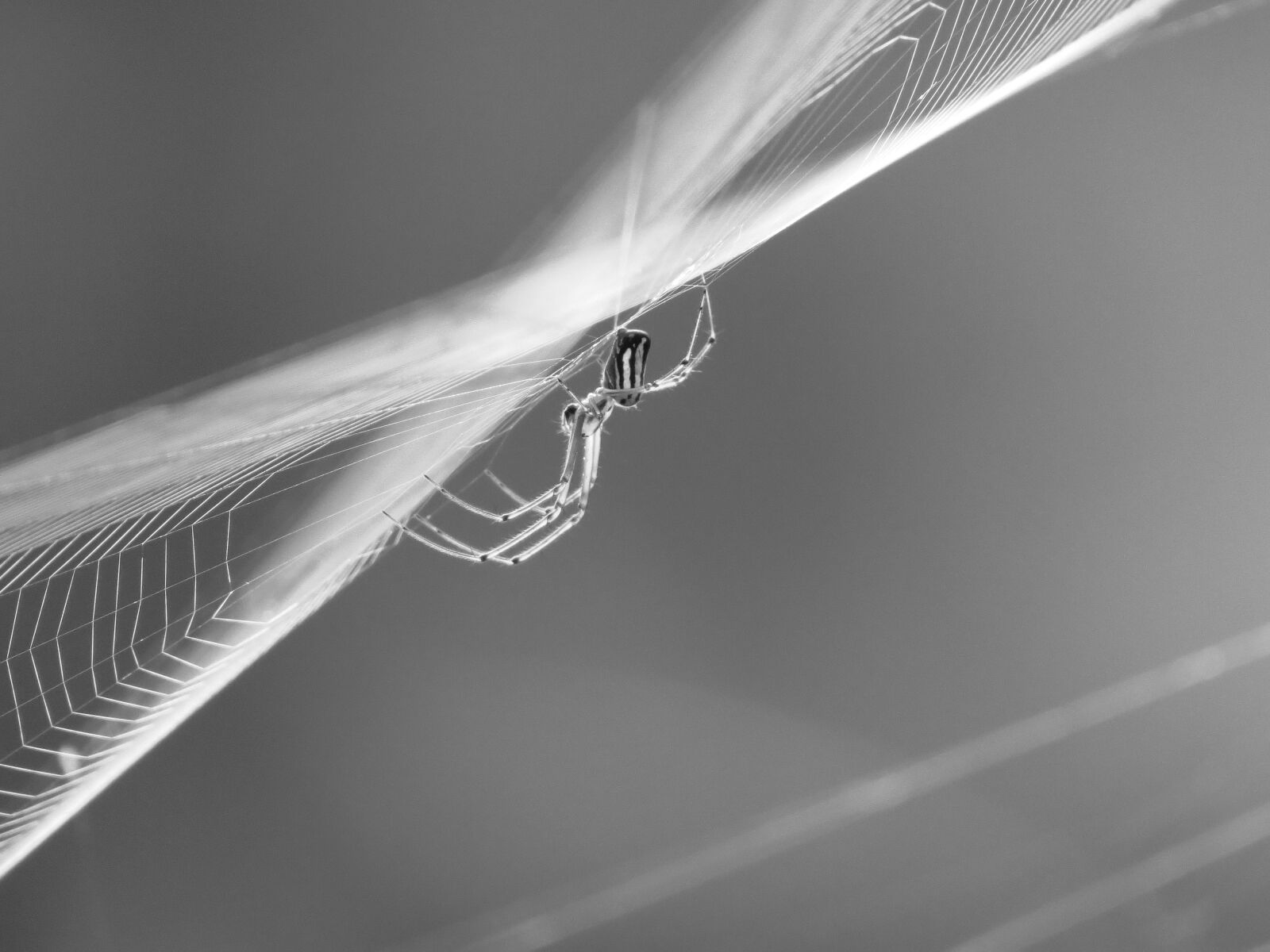 Canon PowerShot SX50 HS sample photo. Nature, insects, colombia photography