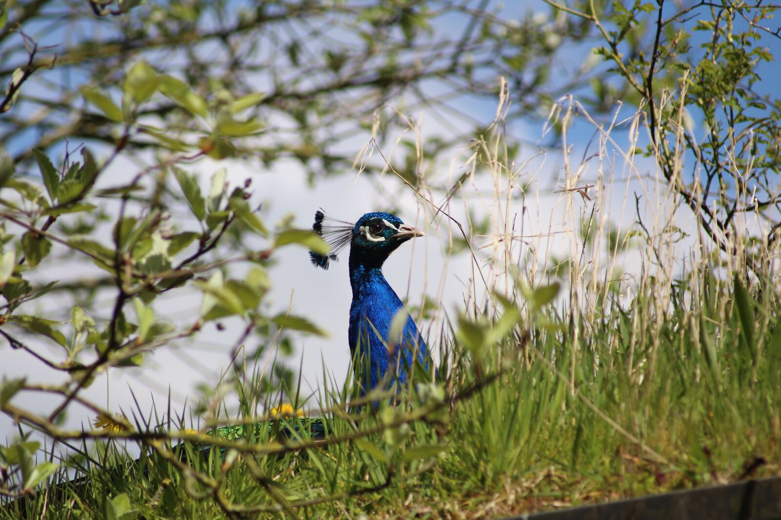 Canon EF 55-200mm F4.5-5.6 II USM sample photo. Peacock, bird world, nature photography