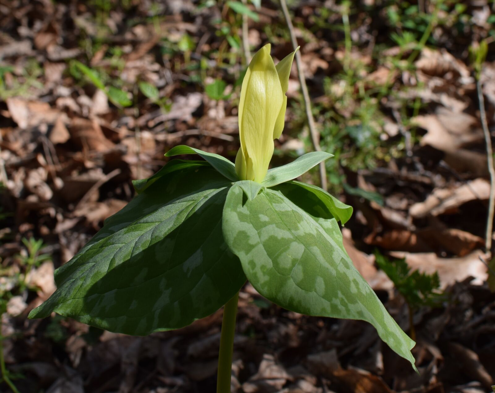 Nikon D3300 sample photo. Trillium, yellow, flower photography