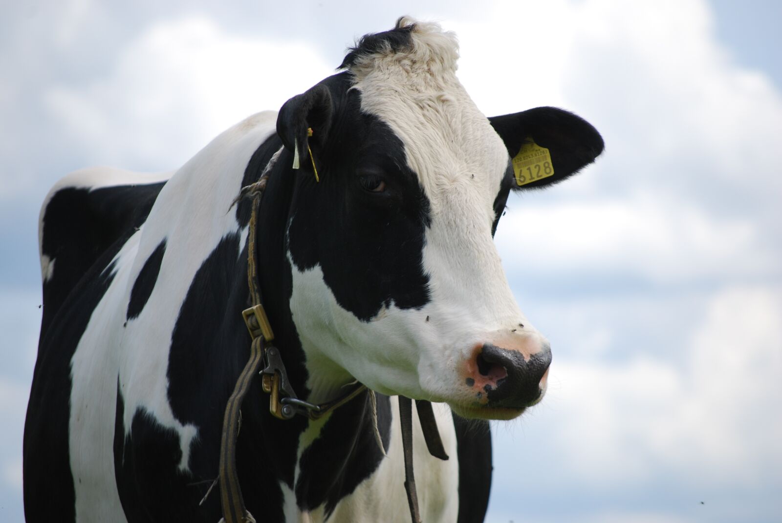 Nikon D40X sample photo. Cow, black, cows photography