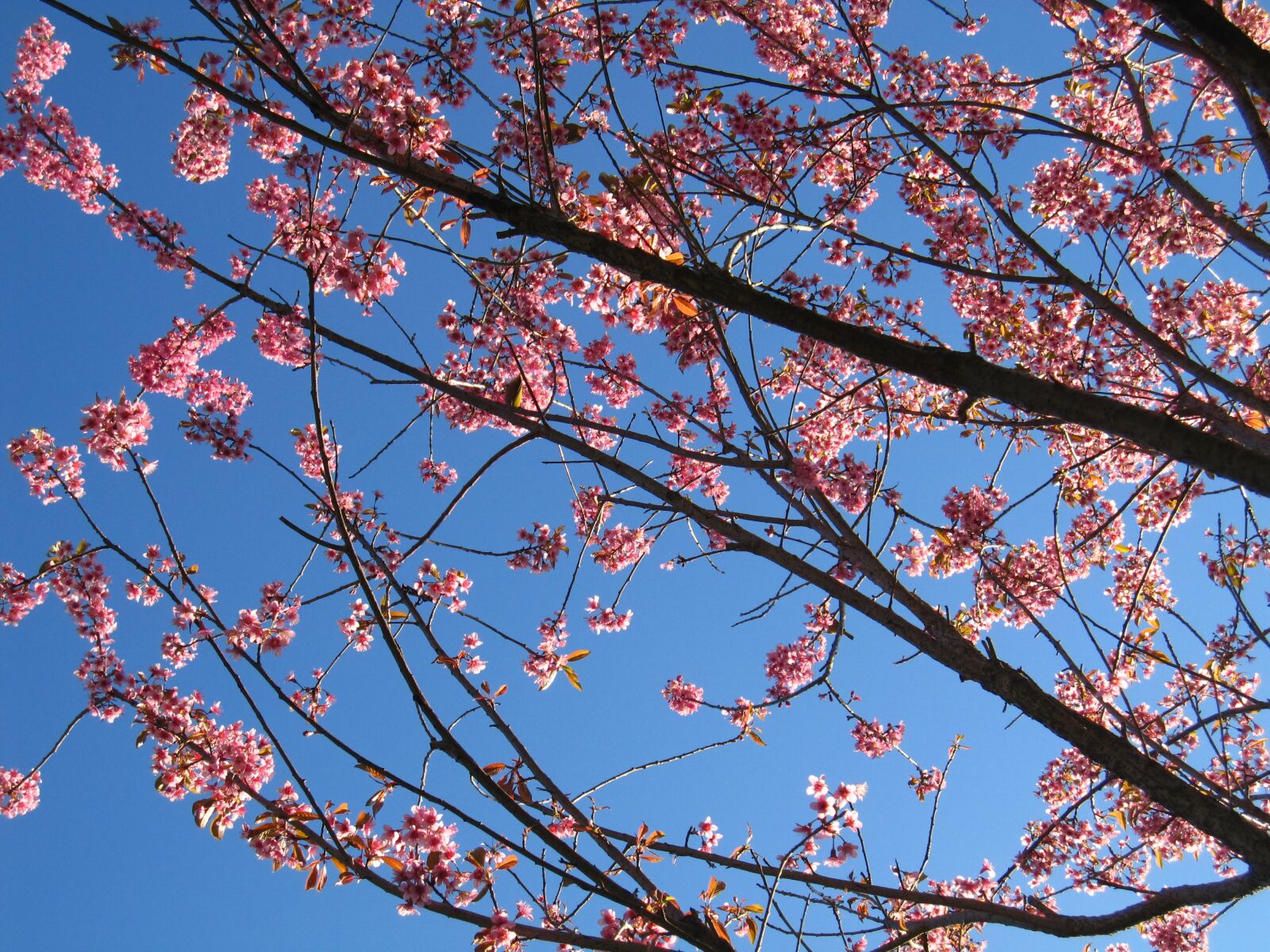 Canon PowerShot SD960 IS (Digital IXUS 110 IS / IXY Digital 510 IS) sample photo. Spring, cherry blossom, nature photography
