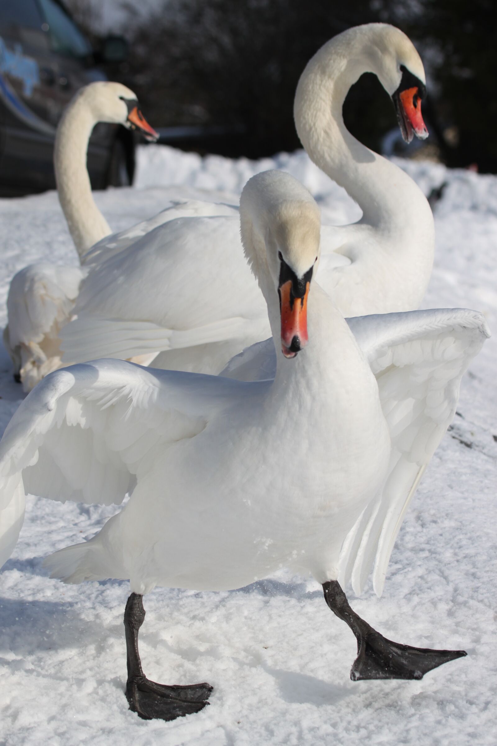 Canon EOS 500D (EOS Rebel T1i / EOS Kiss X3) sample photo. Swans, white, birds photography