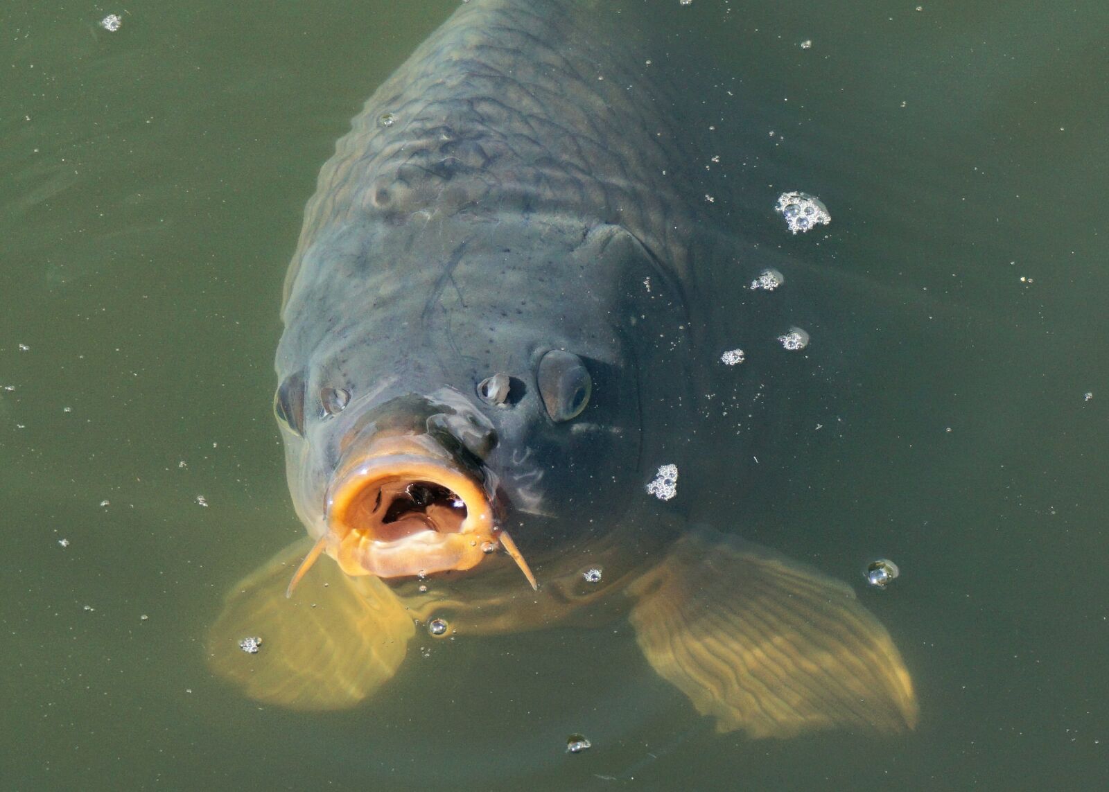 Sony a6000 sample photo. Fish, carp, pond photography