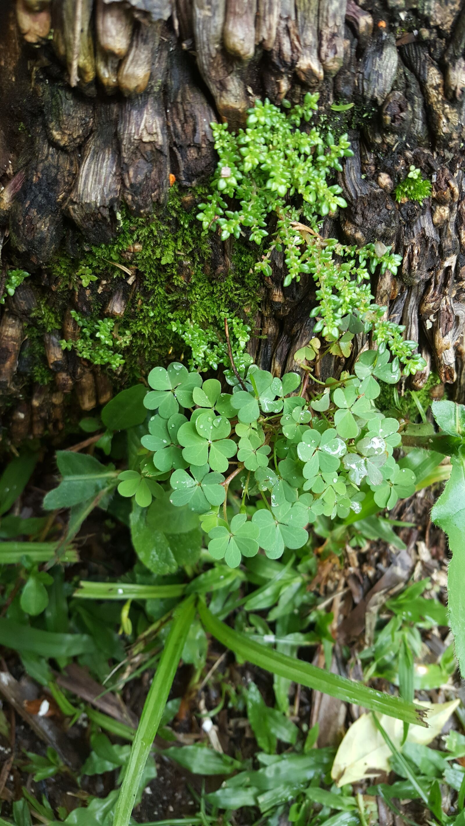 Samsung Galaxy Note5 sample photo. Plants, tree, nature photography