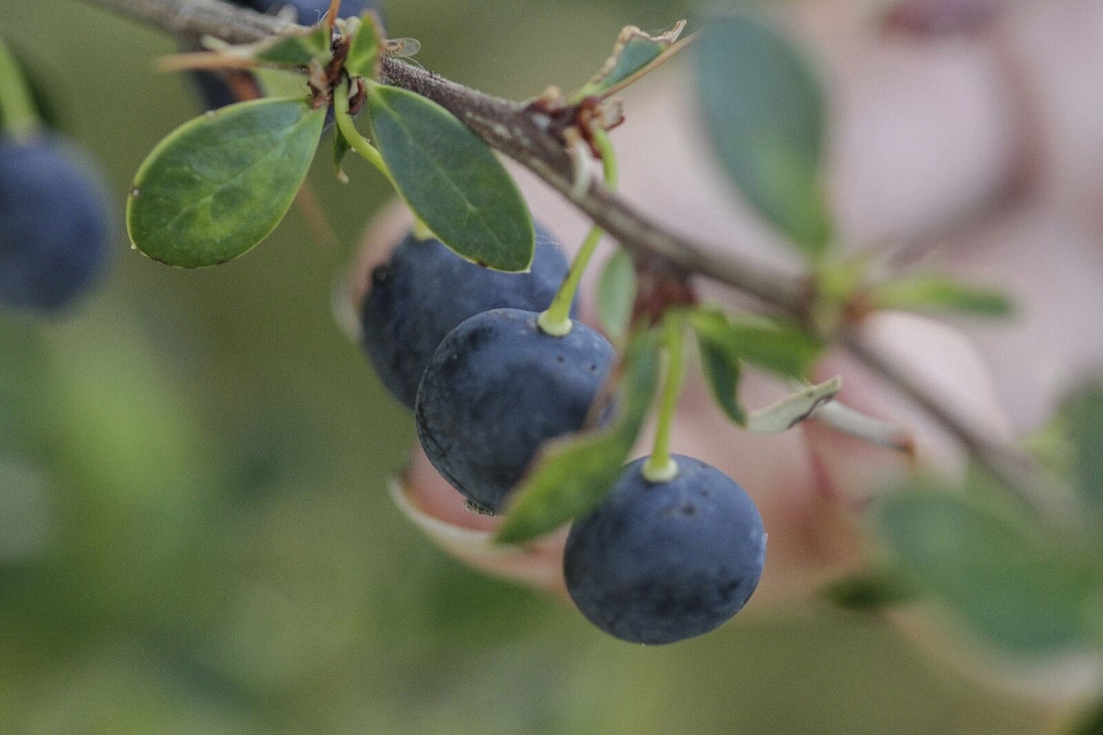 Canon EOS 7D + Canon EF 100mm F2.8 Macro USM sample photo. Fruit, nature, food photography