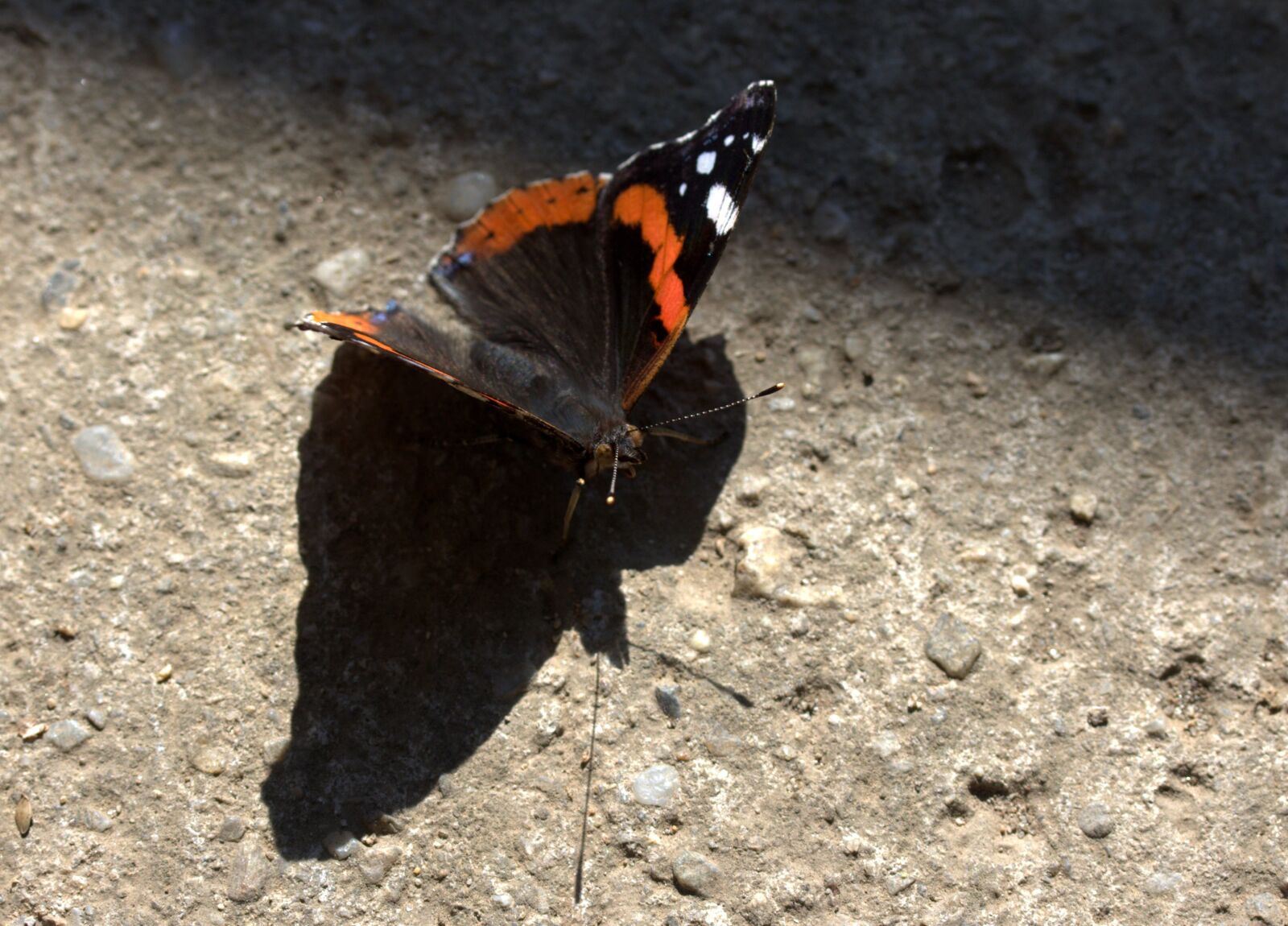 Canon EF-S 60mm F2.8 Macro USM sample photo. Butterfly, red, black photography