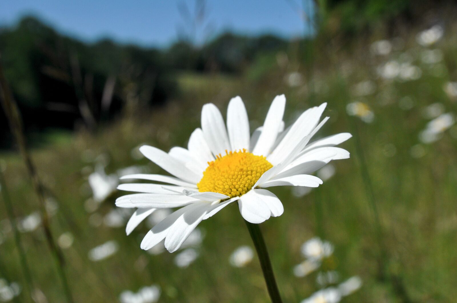 Nikon D90 sample photo. Ox-eye daisy, flower, wild photography