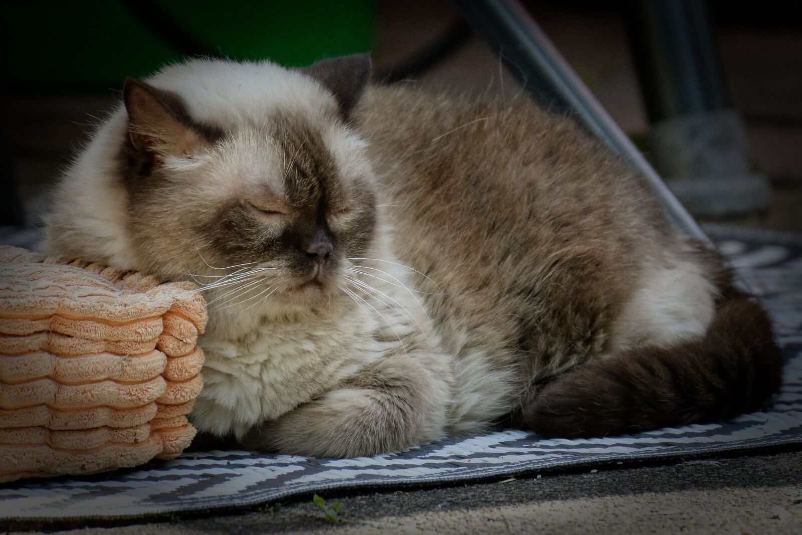 Nikon D7200 sample photo. British shorthair, cat, cute photography
