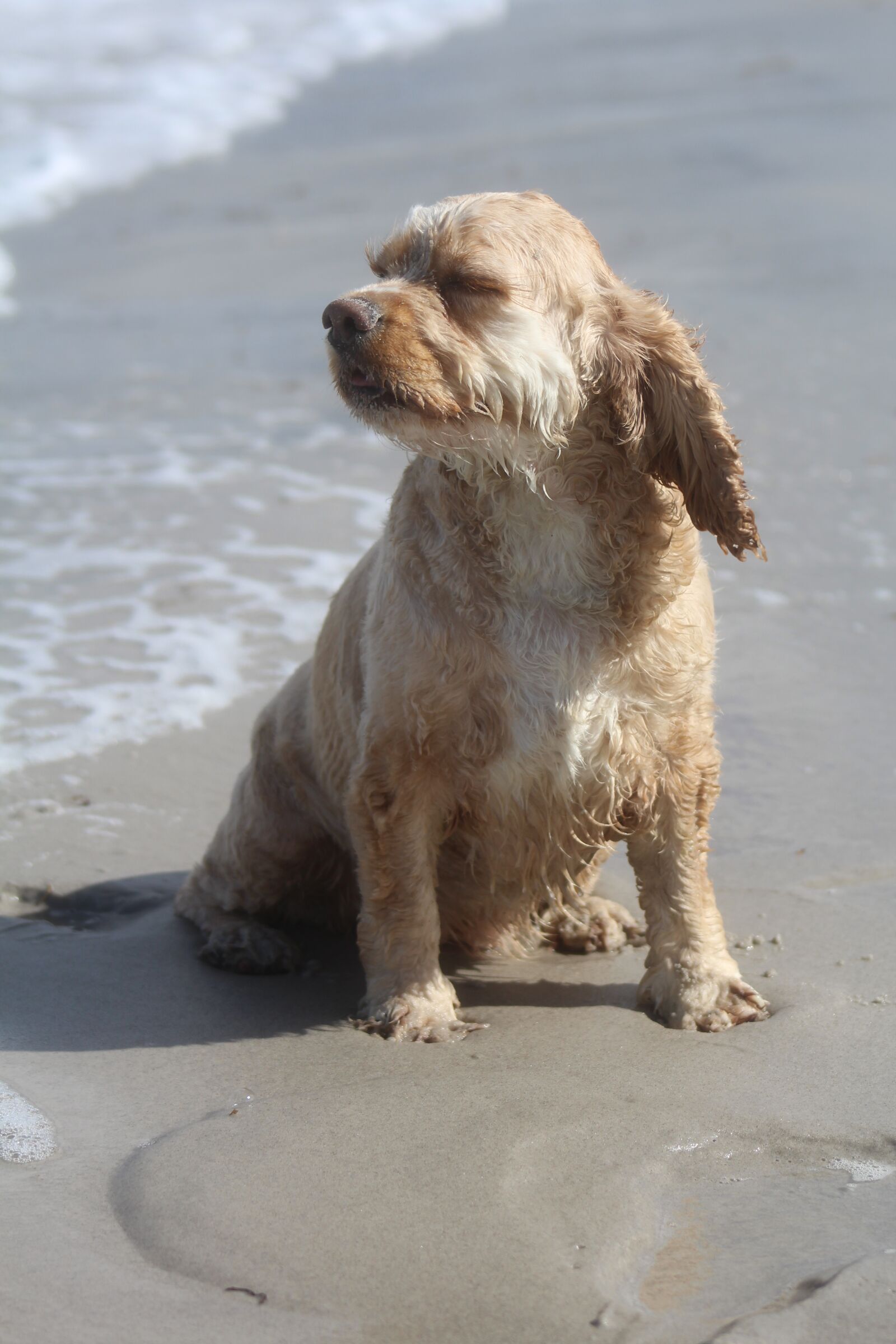 Canon EOS 1200D (EOS Rebel T5 / EOS Kiss X70 / EOS Hi) sample photo. Dog on beach, play photography