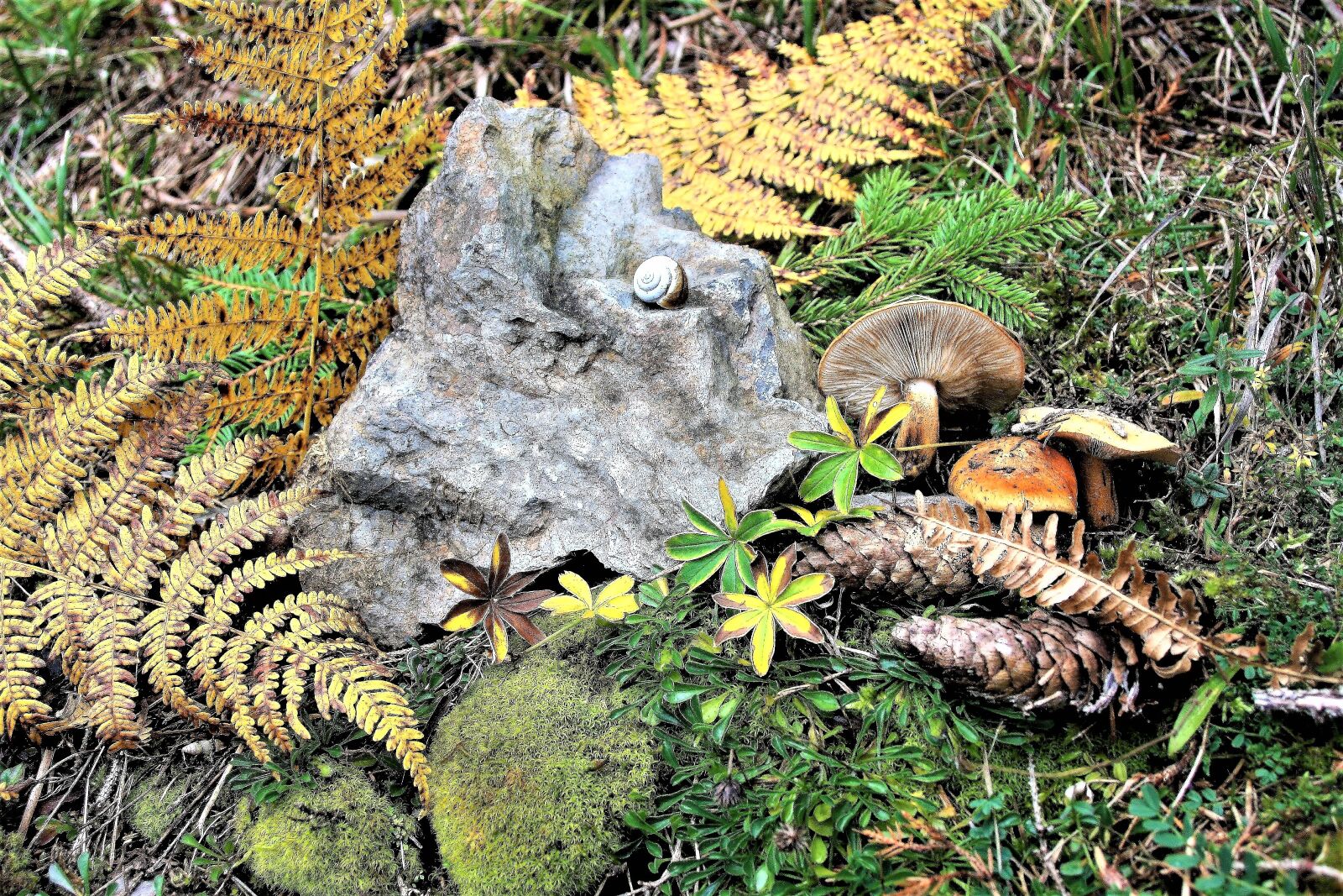 Canon EOS 400D (EOS Digital Rebel XTi / EOS Kiss Digital X) sample photo. Mushrooms, forest, autumn photography