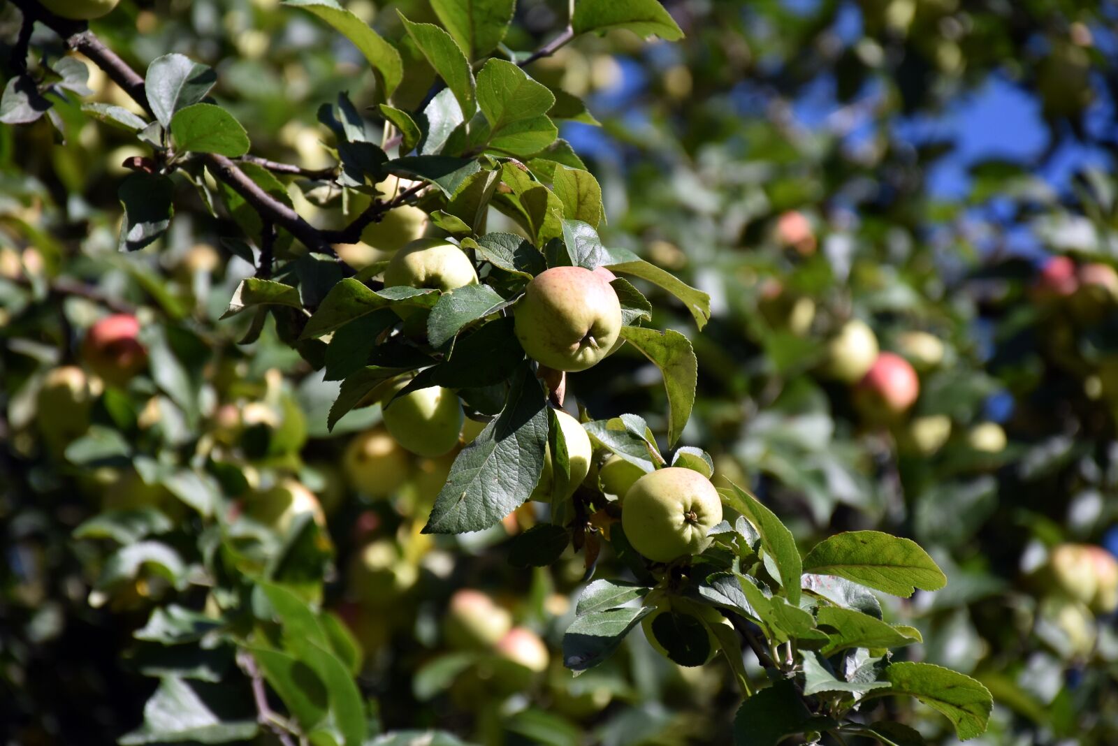 Nikon D5600 sample photo. Apples, fruit, harvest photography