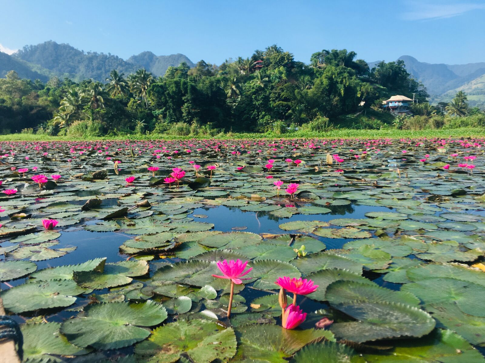 iPhone 6s Plus back camera 4.15mm f/2.2 sample photo. Waterlilies, landscape, lotus photography