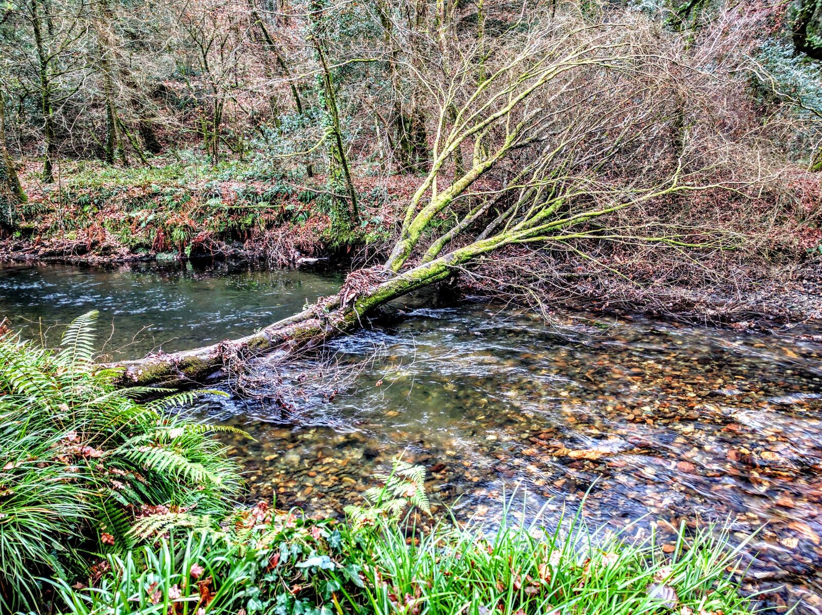 Google Nexus 6P sample photo. Tree, river, bridge photography