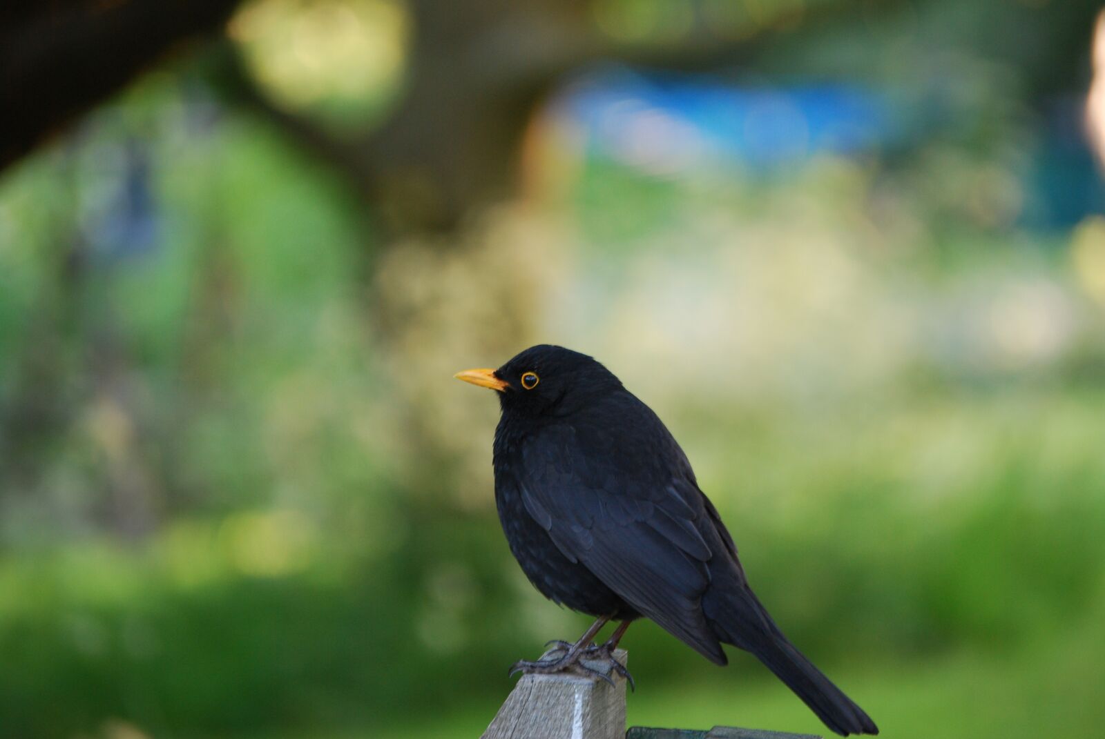Nikon D60 sample photo. Blackbird, bird, nature photography